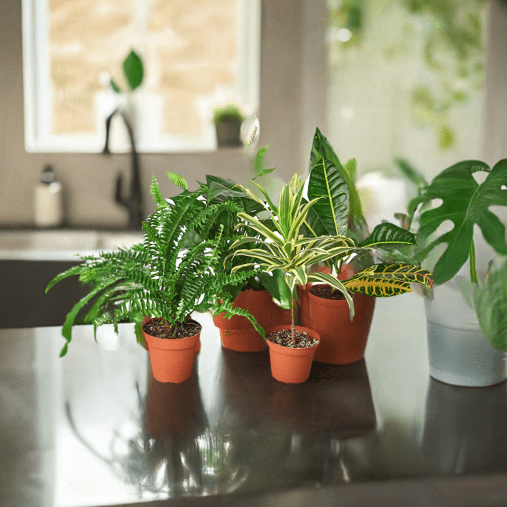 Air Purifying Variety Bundle - Plantonio