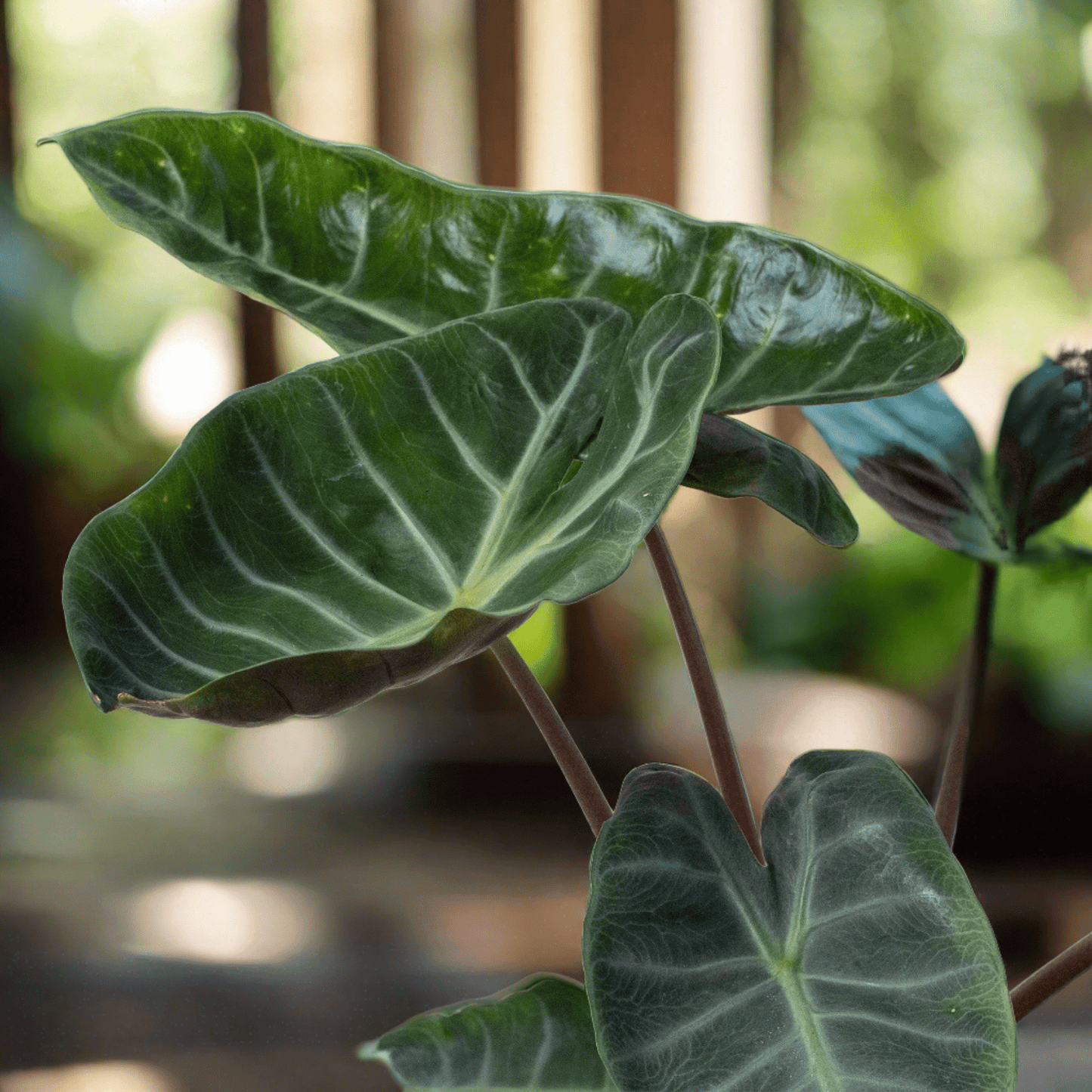 Alocasia 'Ebony' - Plantonio
