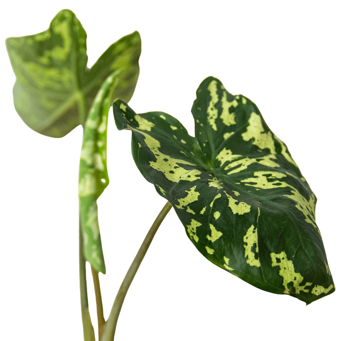 Alocasia 'Hilo Beauty' - Plantonio