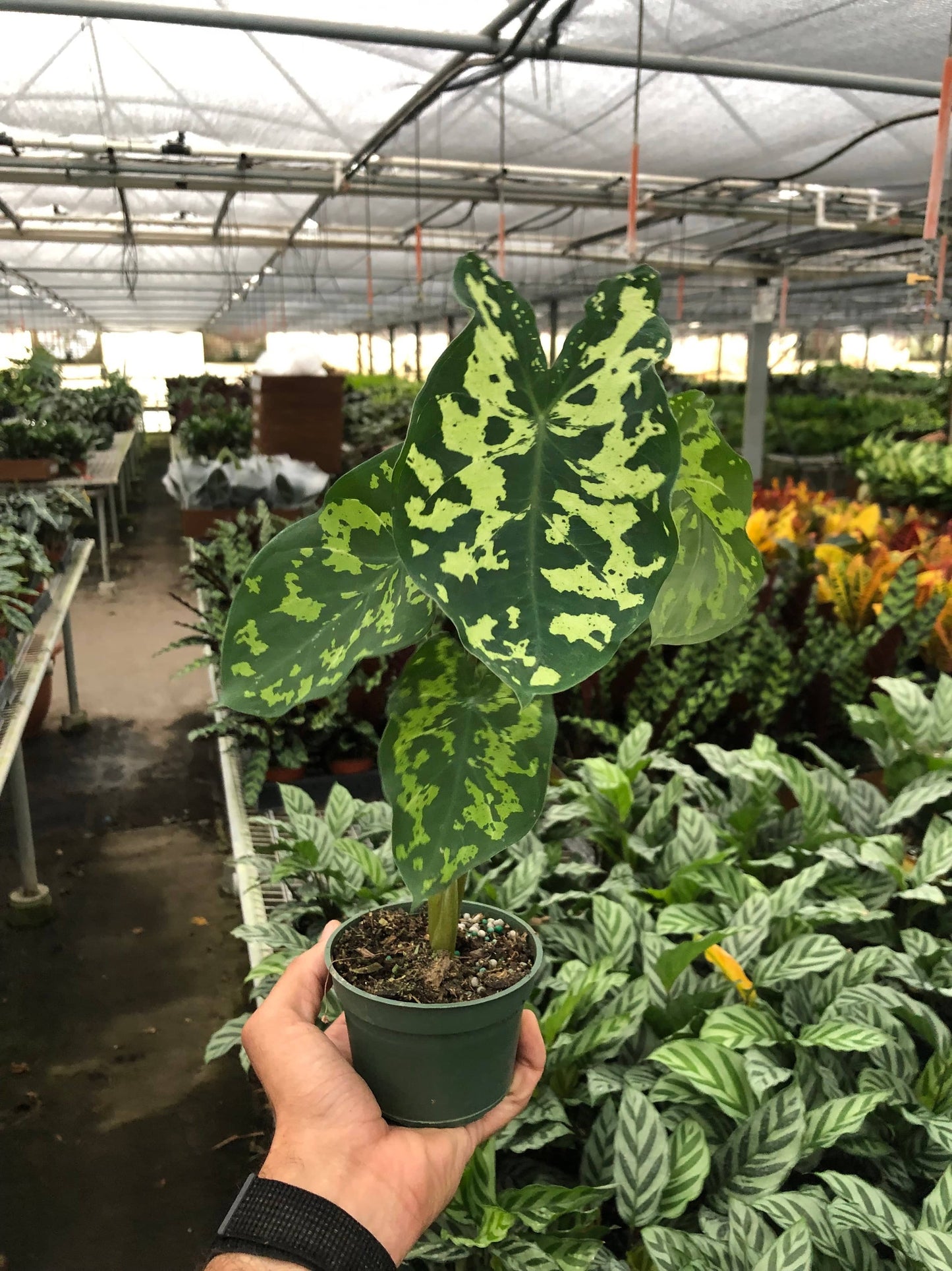 Alocasia 'Hilo Beauty' - Plantonio