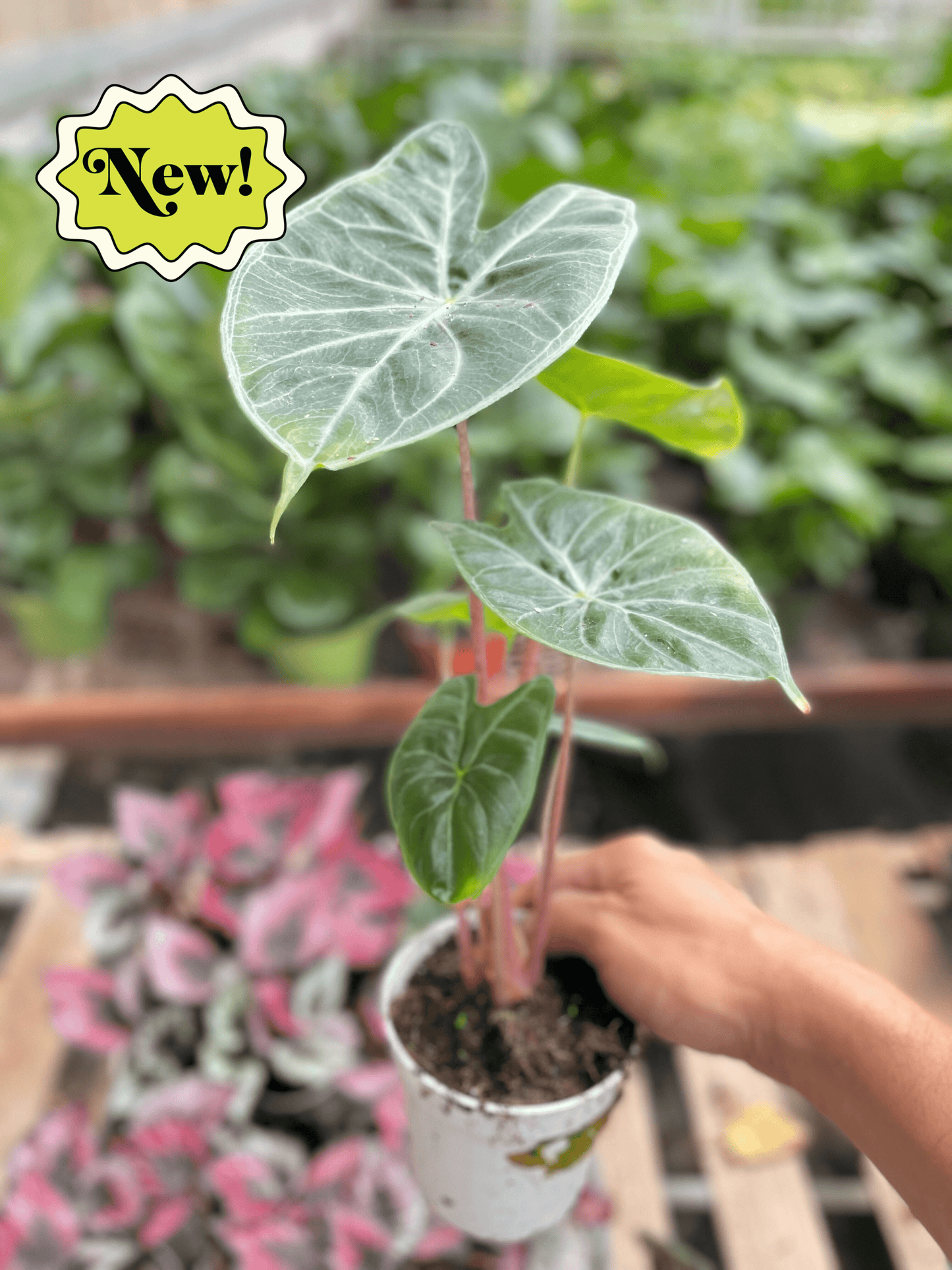 Alocasia 'Ivory Coast' - Plantonio