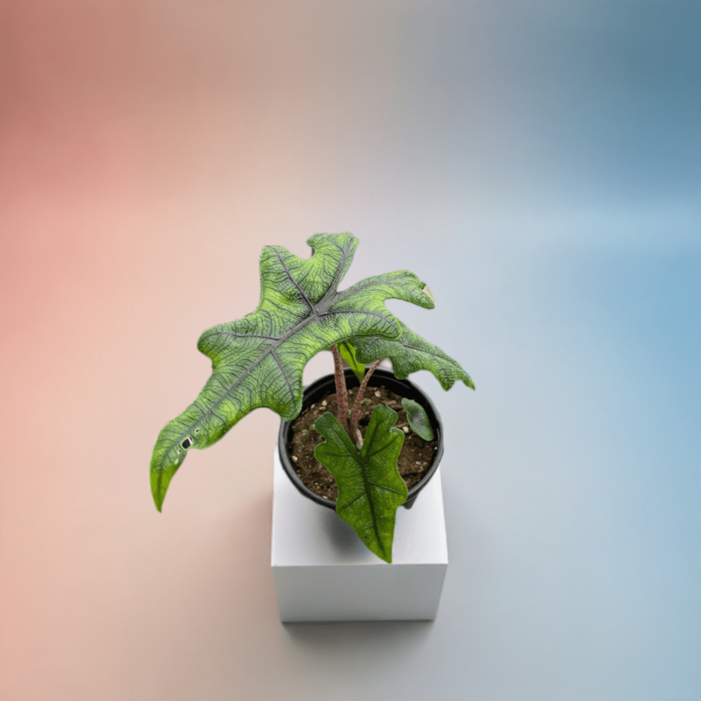 Alocasia 'Jacklyn' - Plantonio