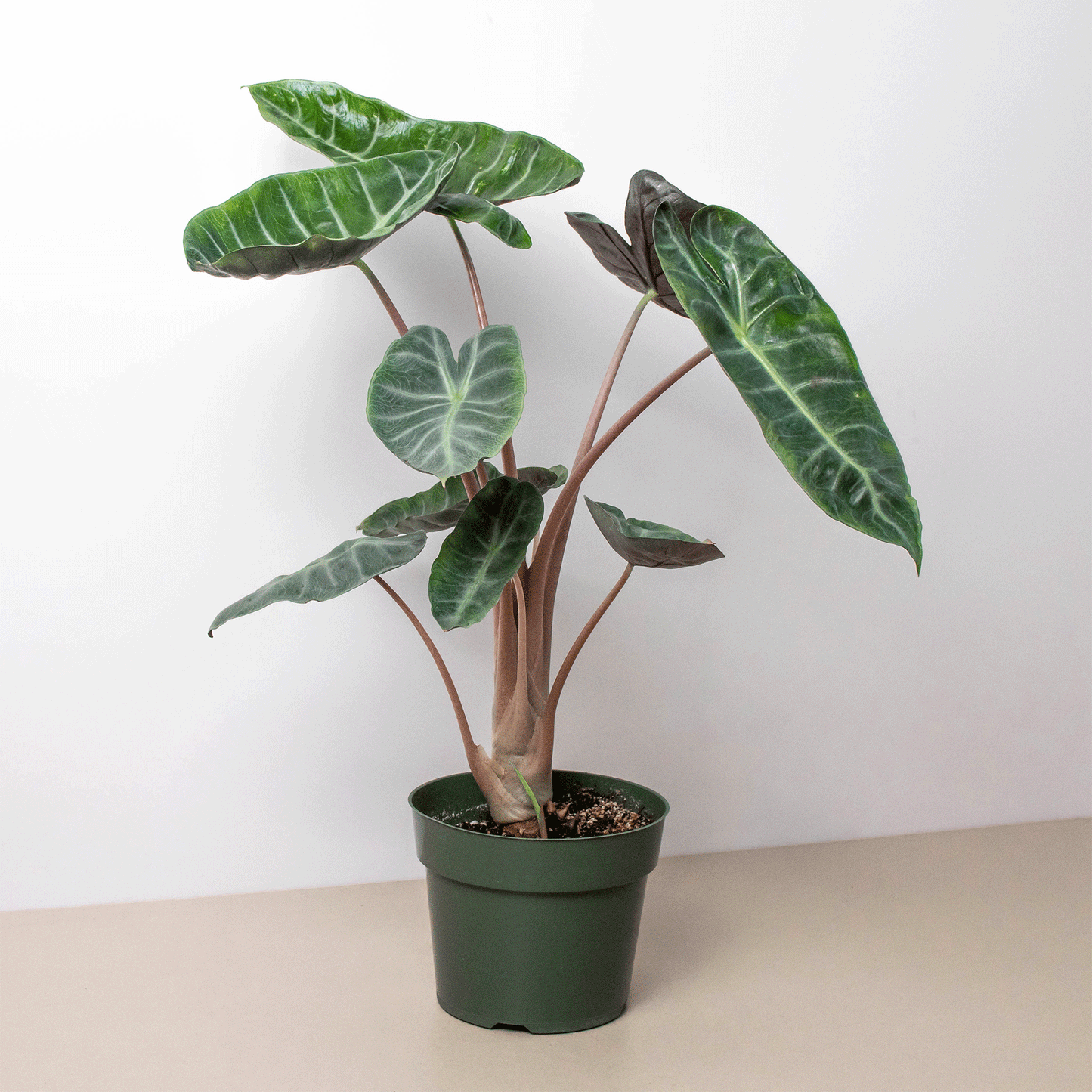 Alocasia Pink Dragon - Plantonio