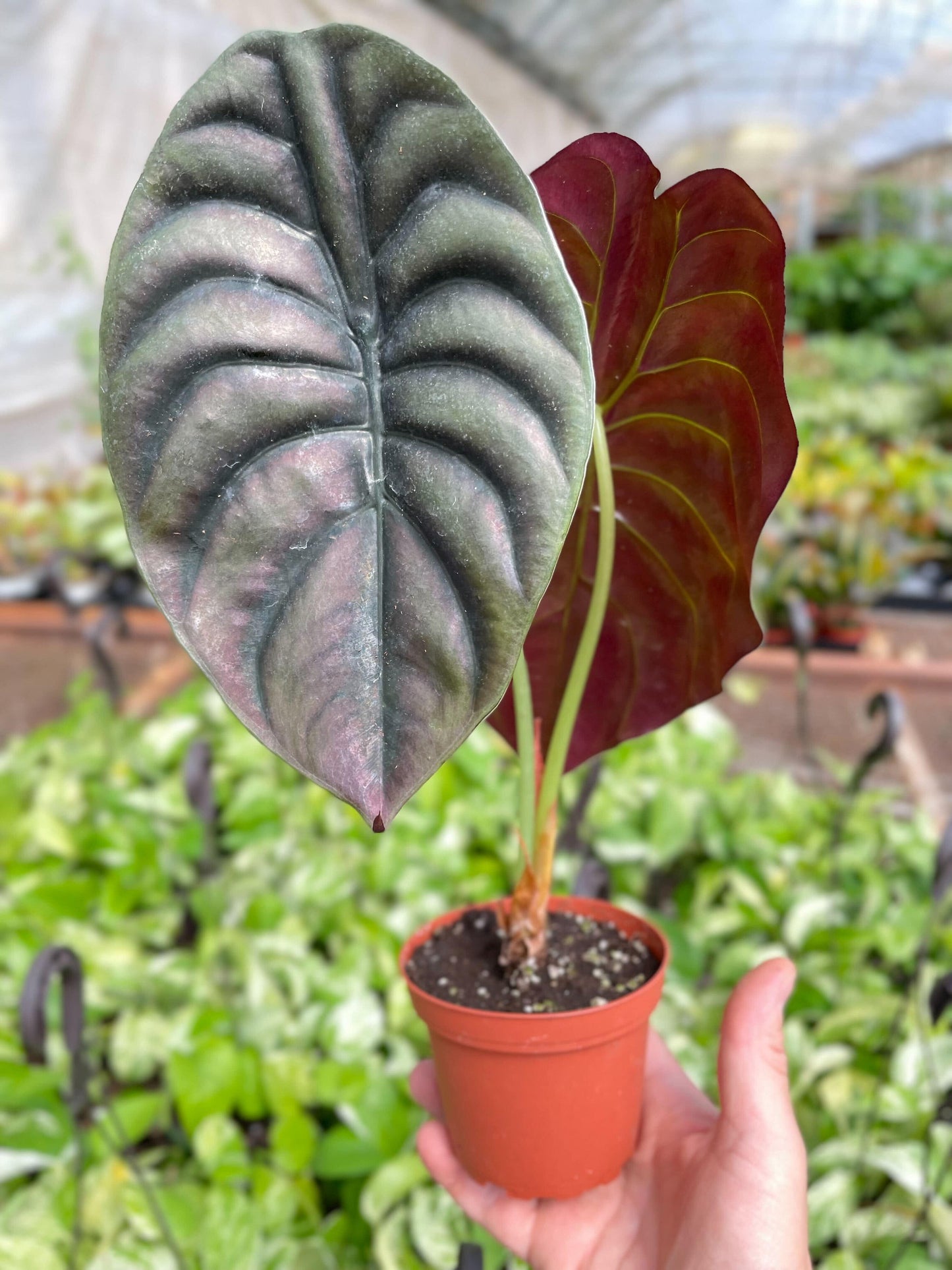 Alocasia 'Red Secret' - Plantonio