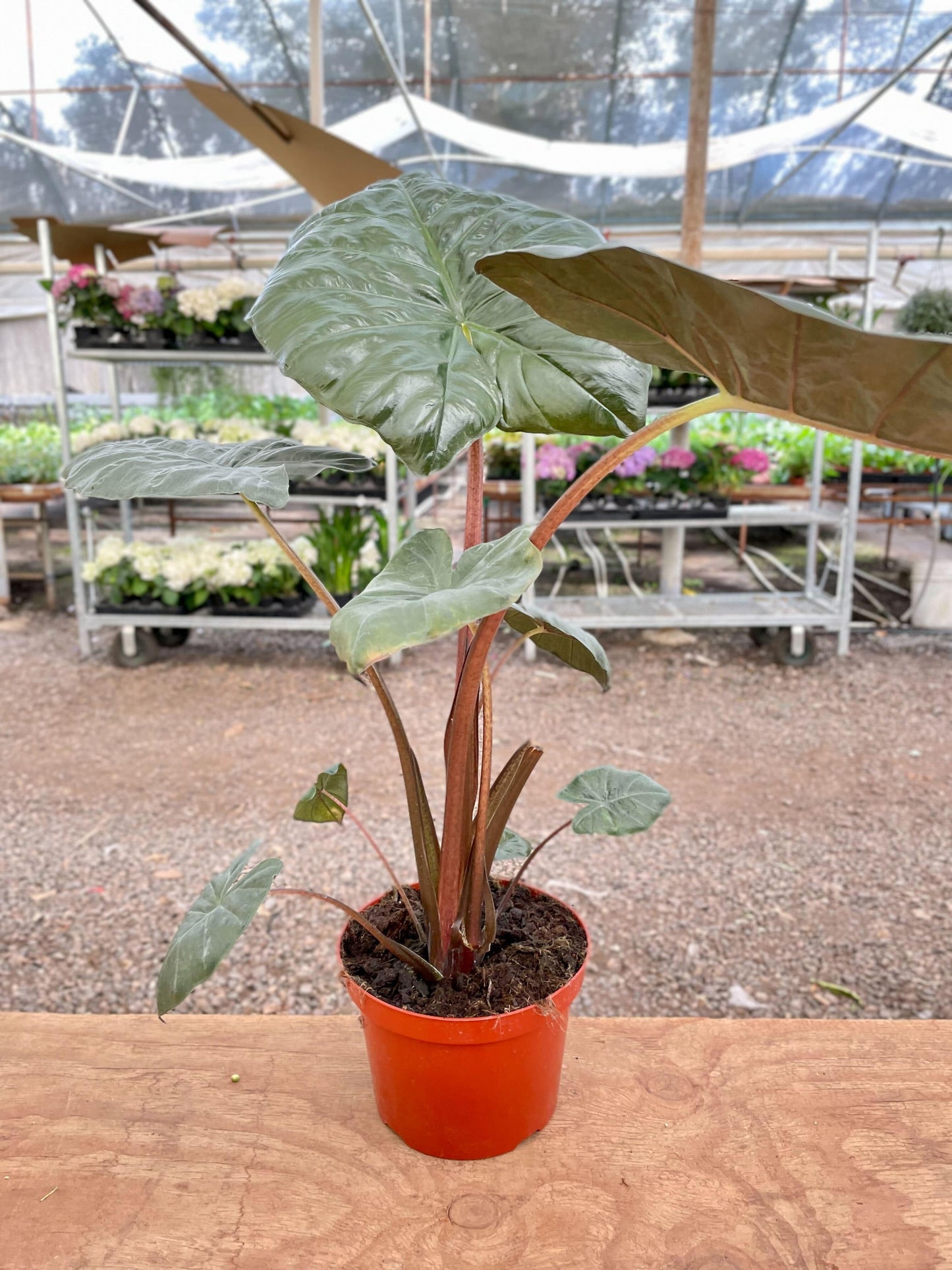 Alocasia Regal Shield - 8" Pot - Plantonio
