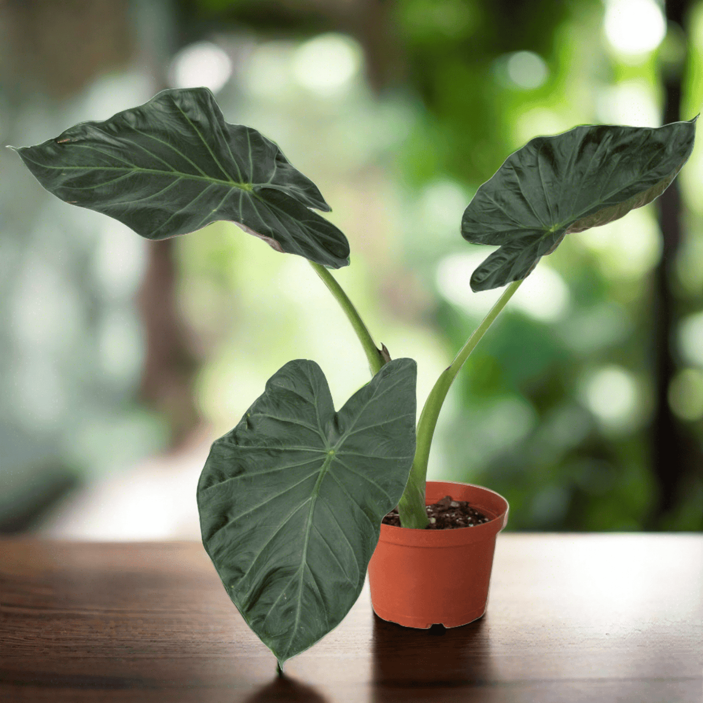 Alocasia 'Regal Shields' - Plantonio