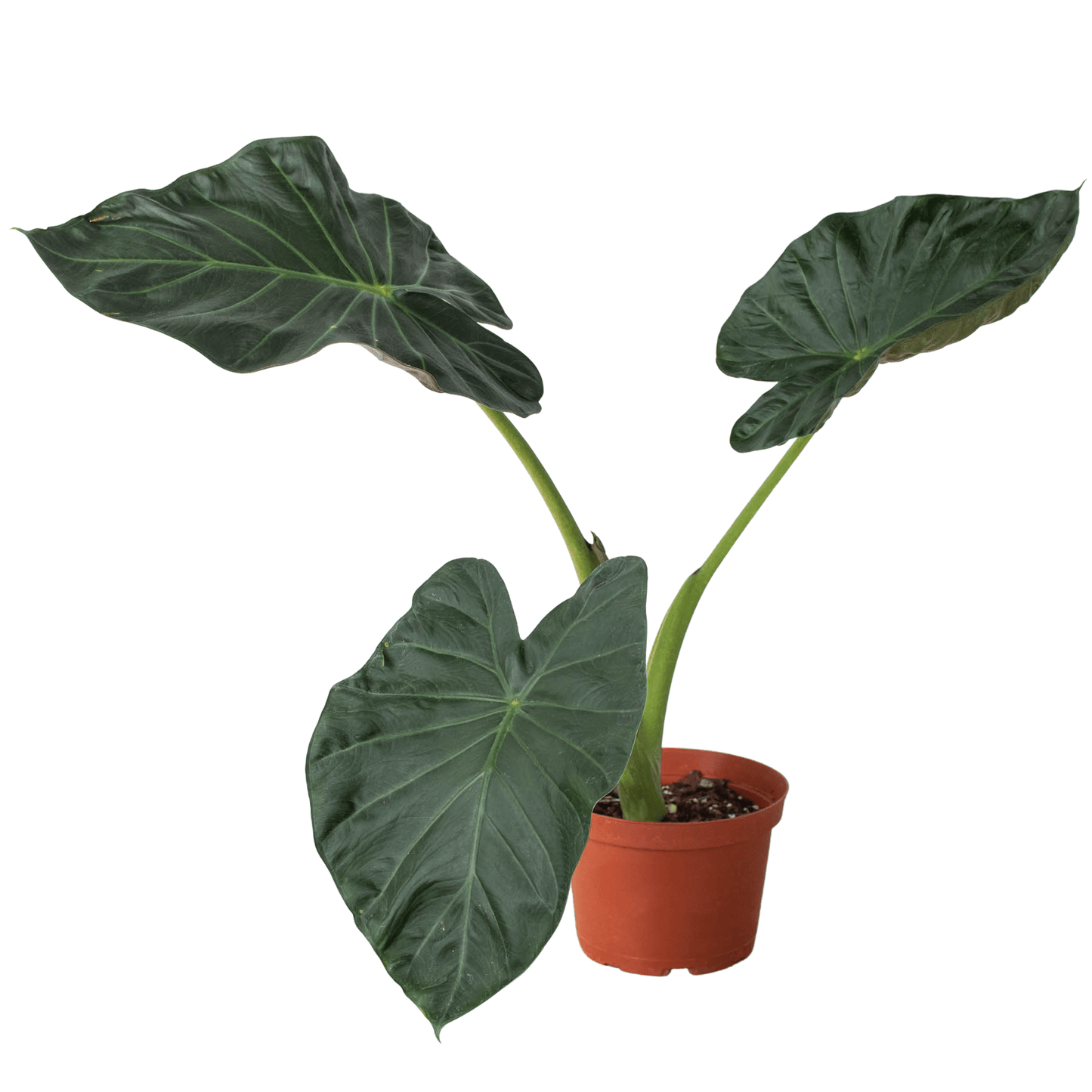 Alocasia 'Regal Shields' - Plantonio