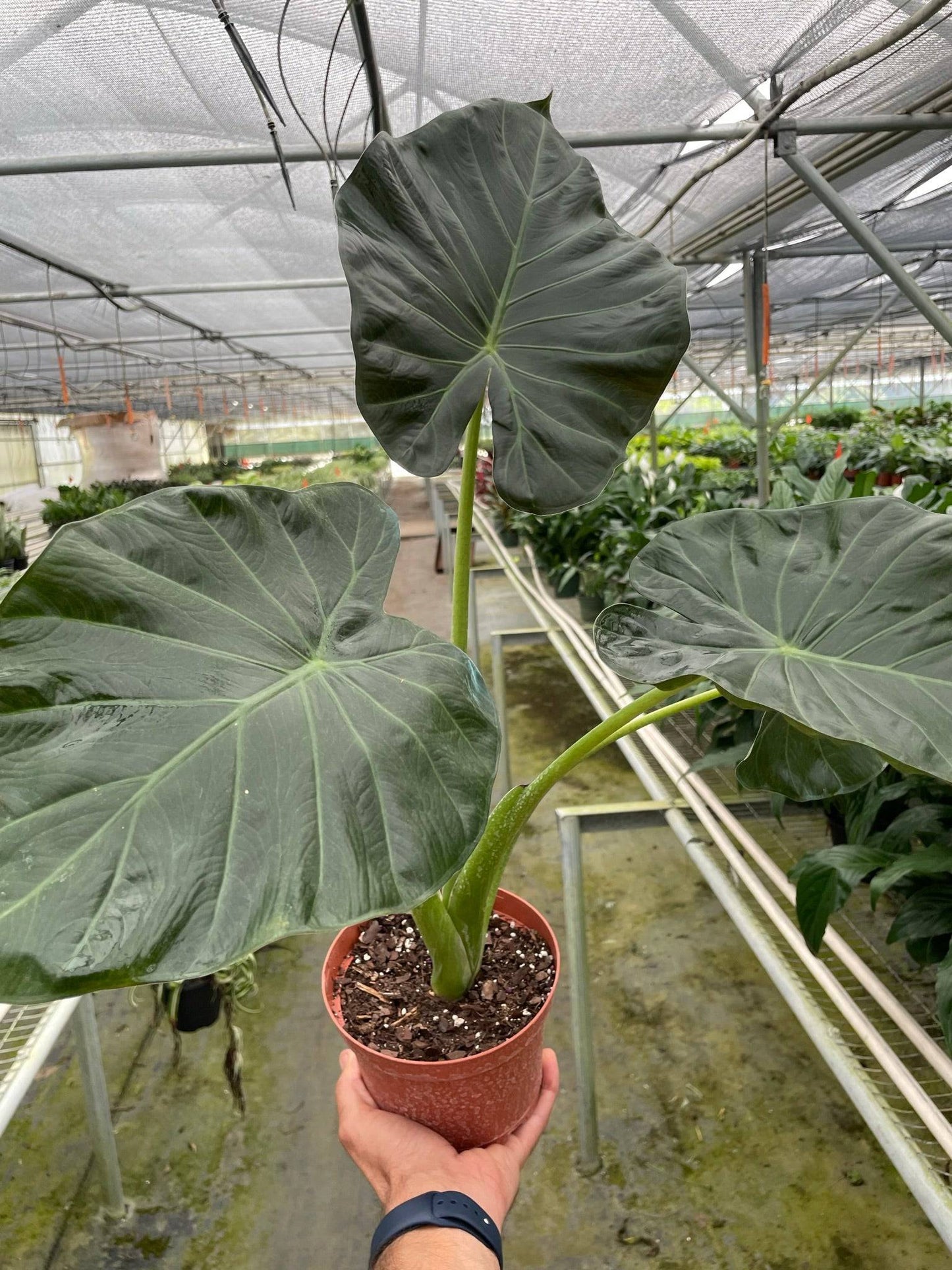 Alocasia 'Regal Shields' - Plantonio
