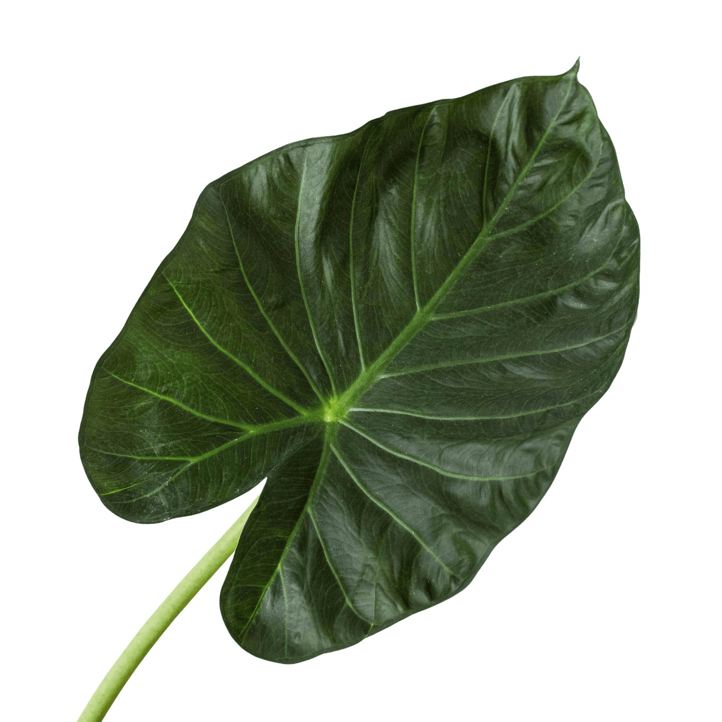 Alocasia 'Regal Shields' - Plantonio