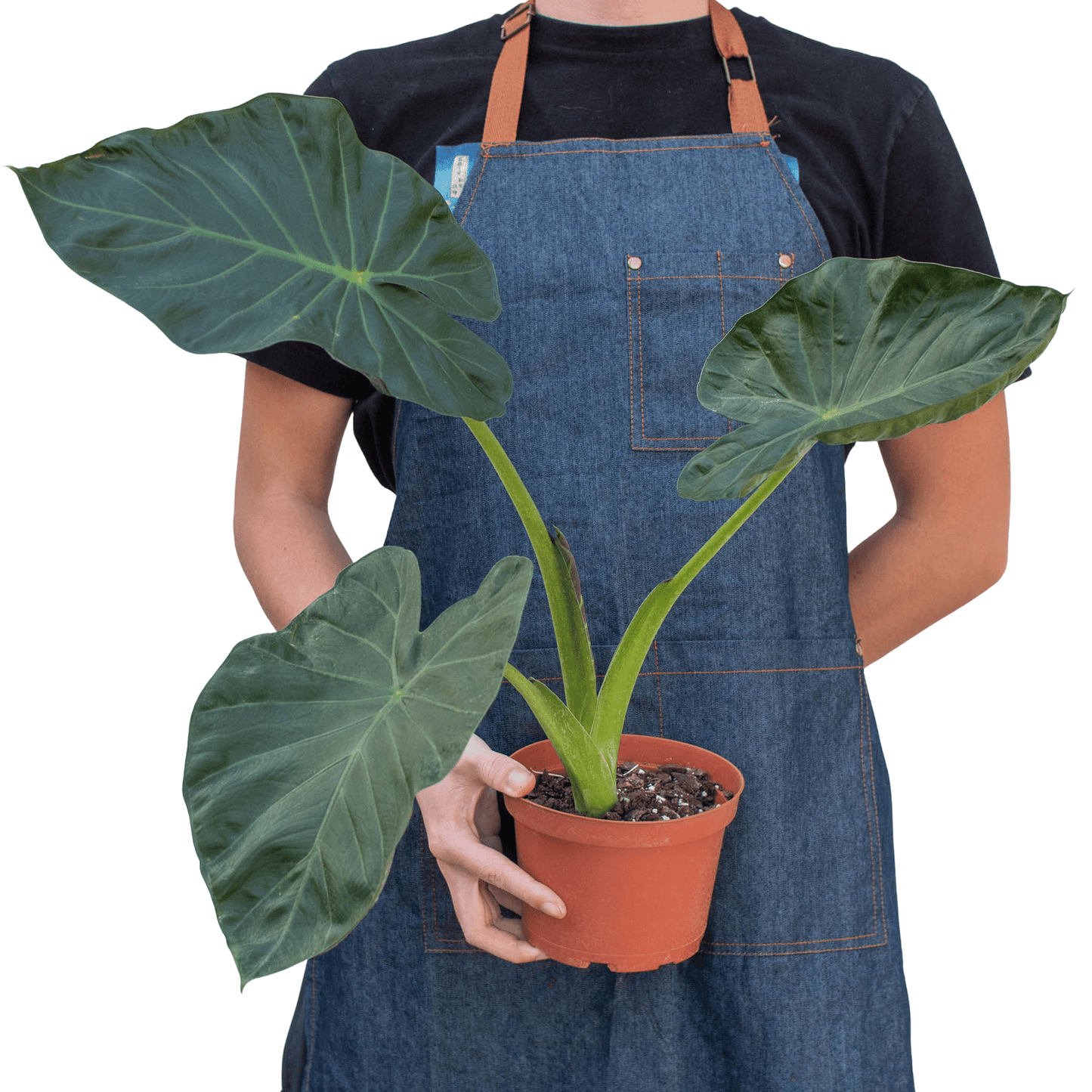 Alocasia 'Regal Shields' - Plantonio