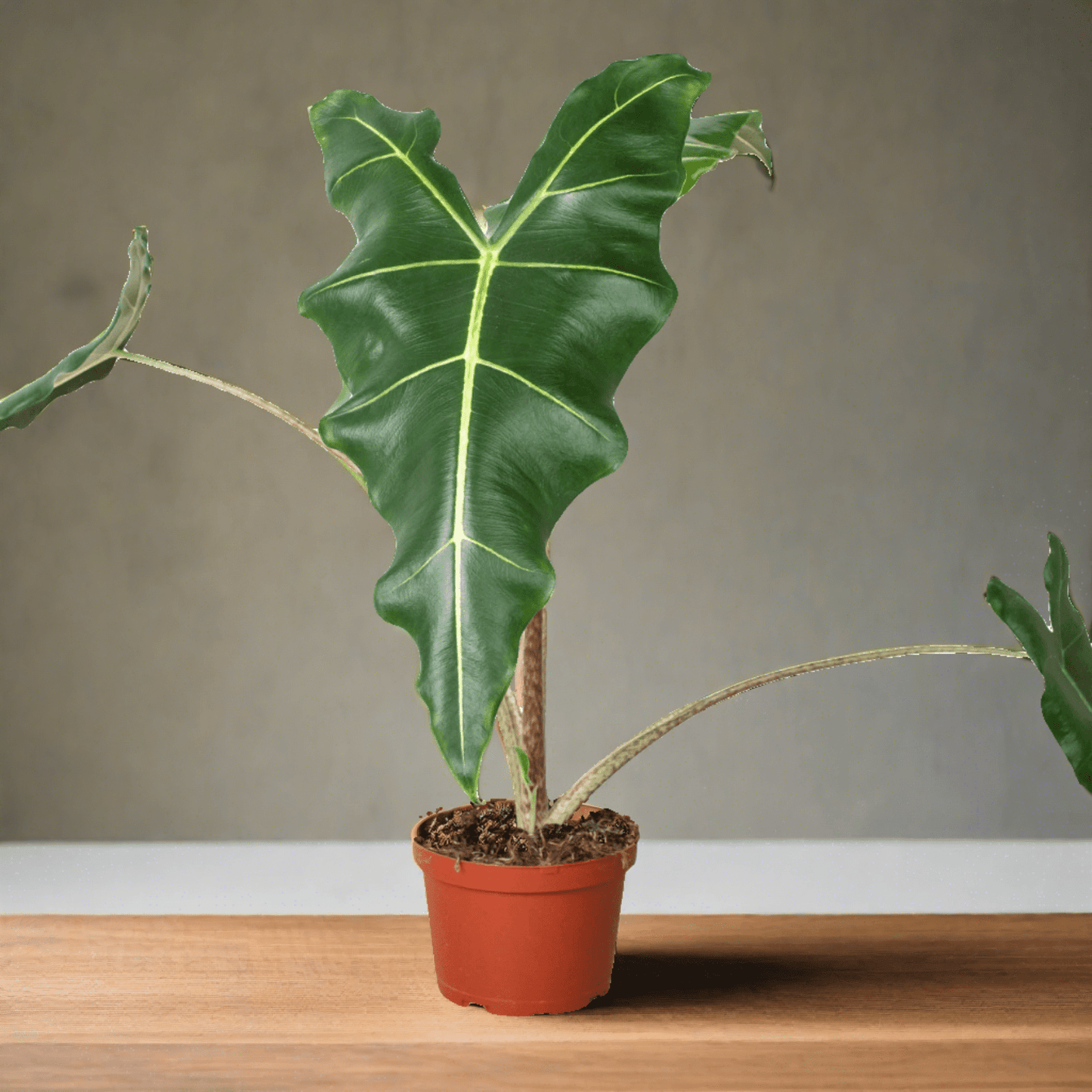 Alocasia 'Sarian' - Plantonio