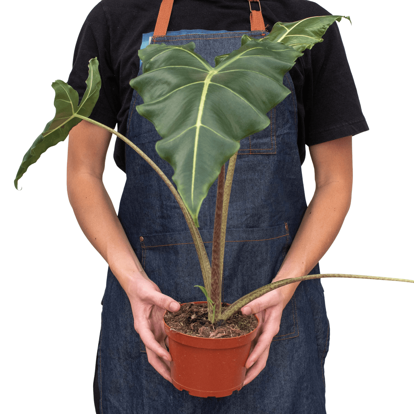 Alocasia 'Sarian' - Plantonio