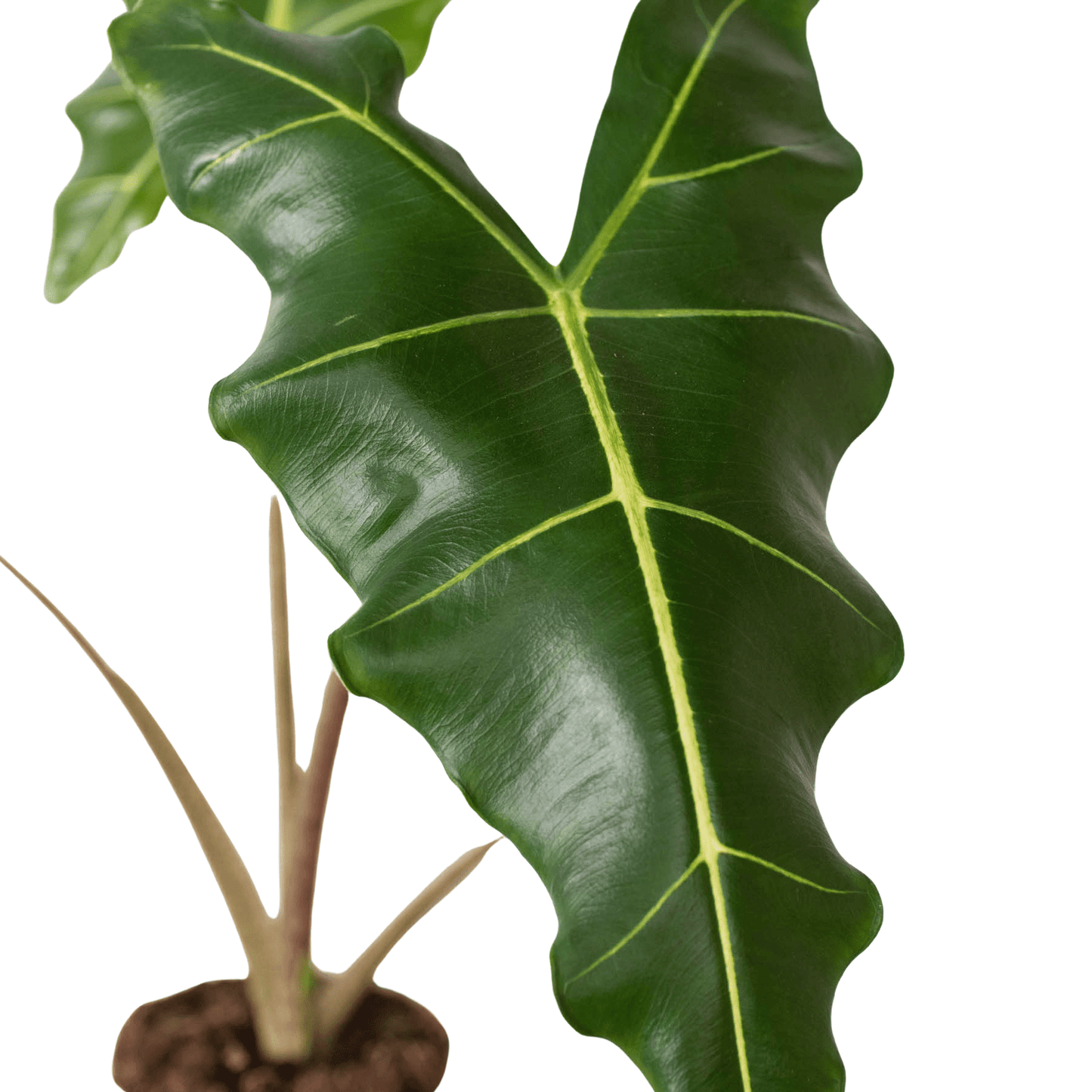 Alocasia 'Sarian' - Plantonio