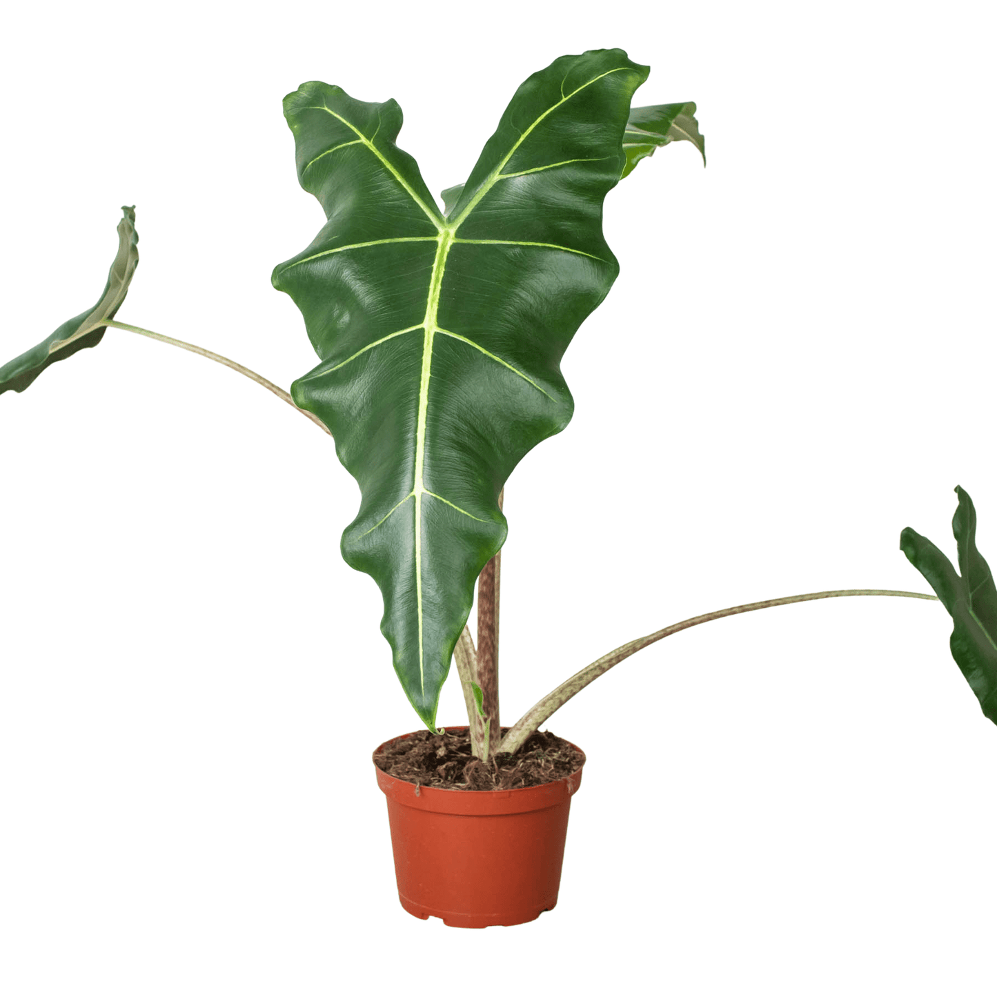 Alocasia 'Sarian' - Plantonio