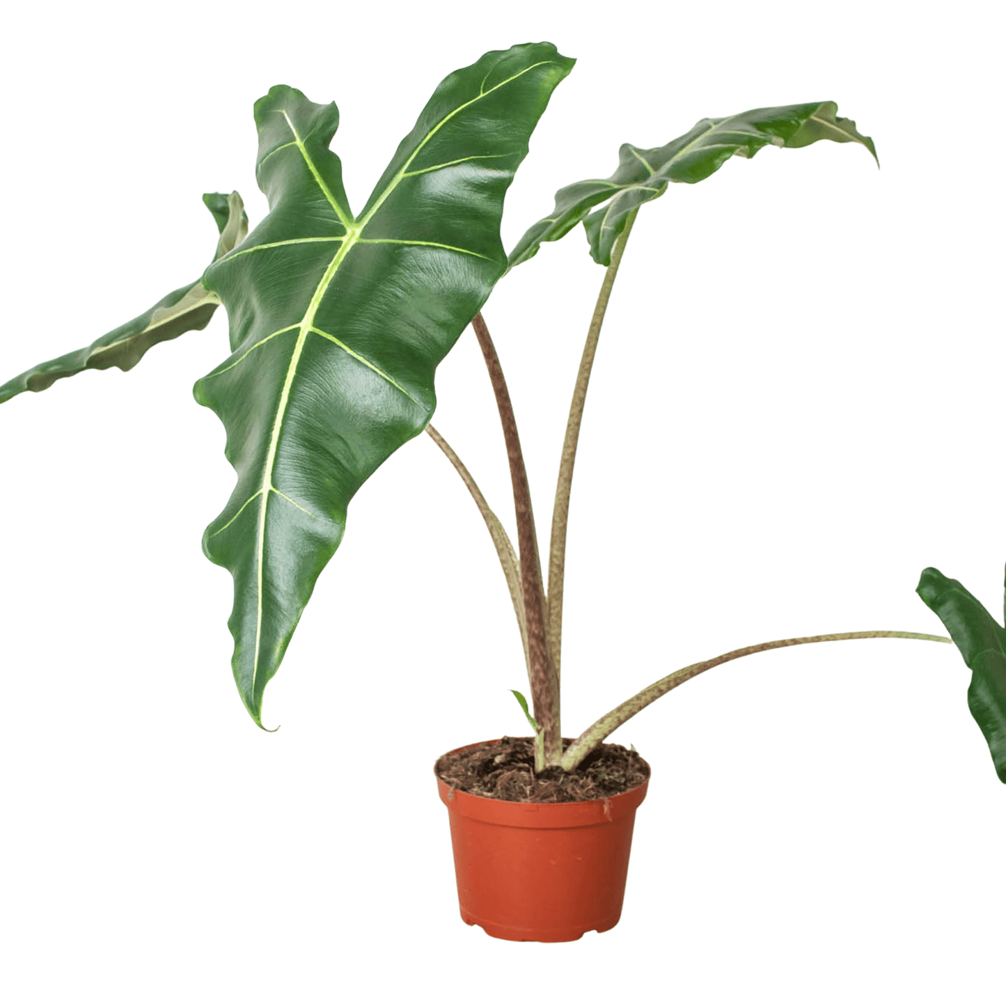 Alocasia 'Sarian' - Plantonio