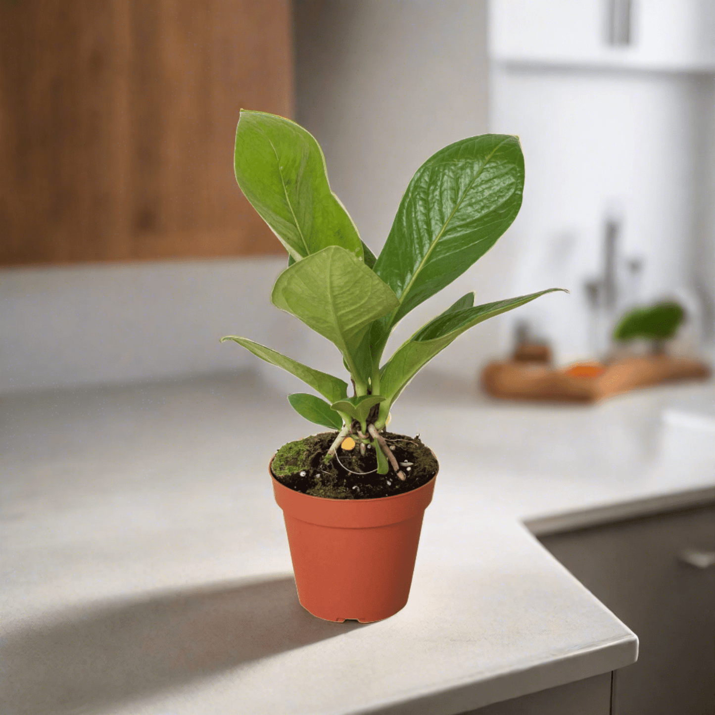 Anthurium 'Cobra' - Plantonio
