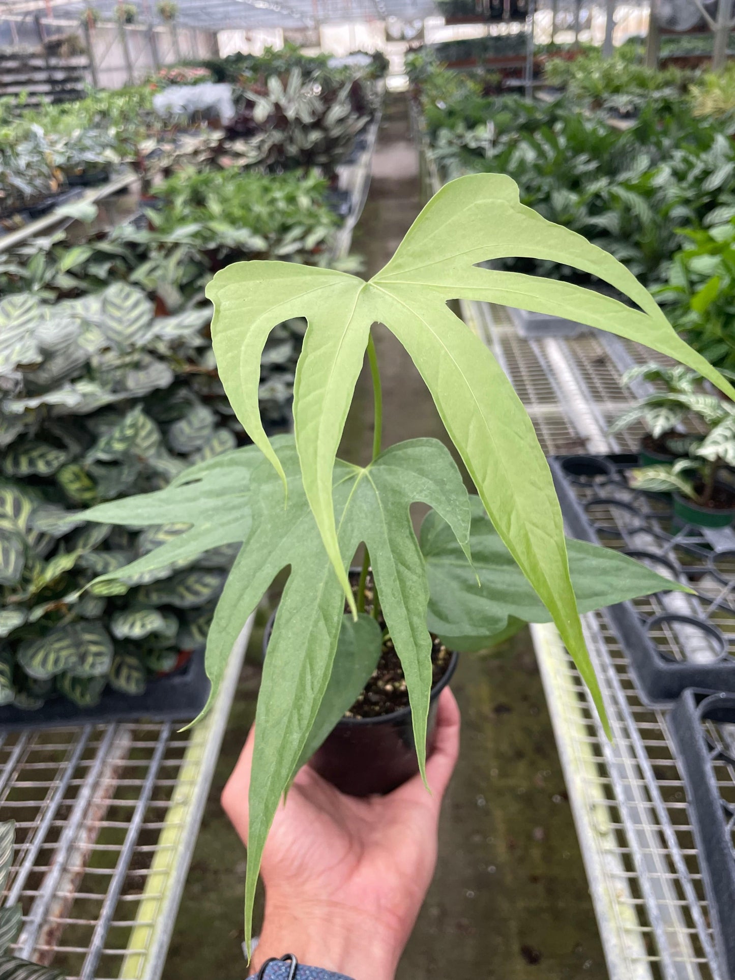 Anthurium Fingers - Plantonio