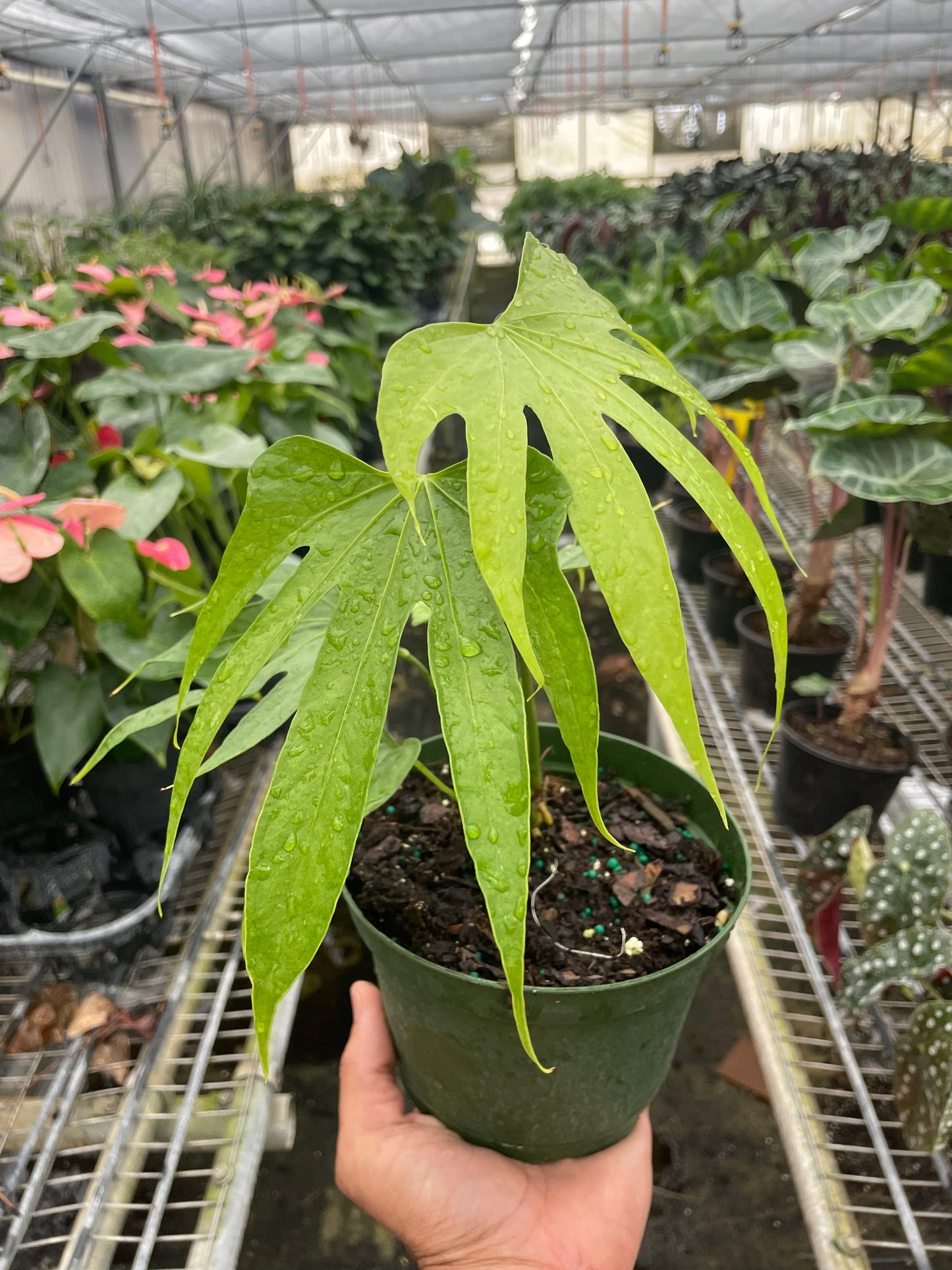 Anthurium Fingers - Plantonio