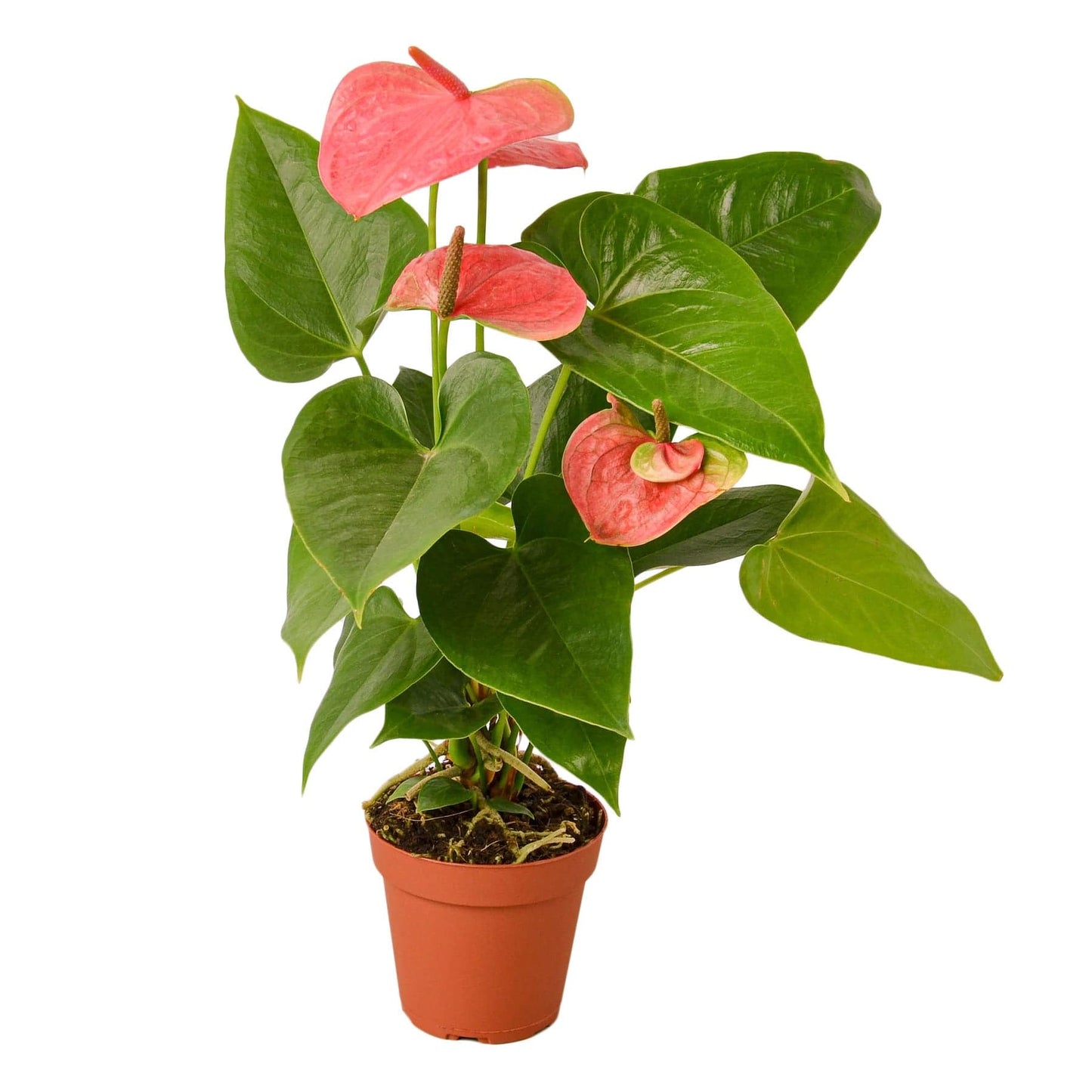 Anthurium 'Pink' - Plantonio