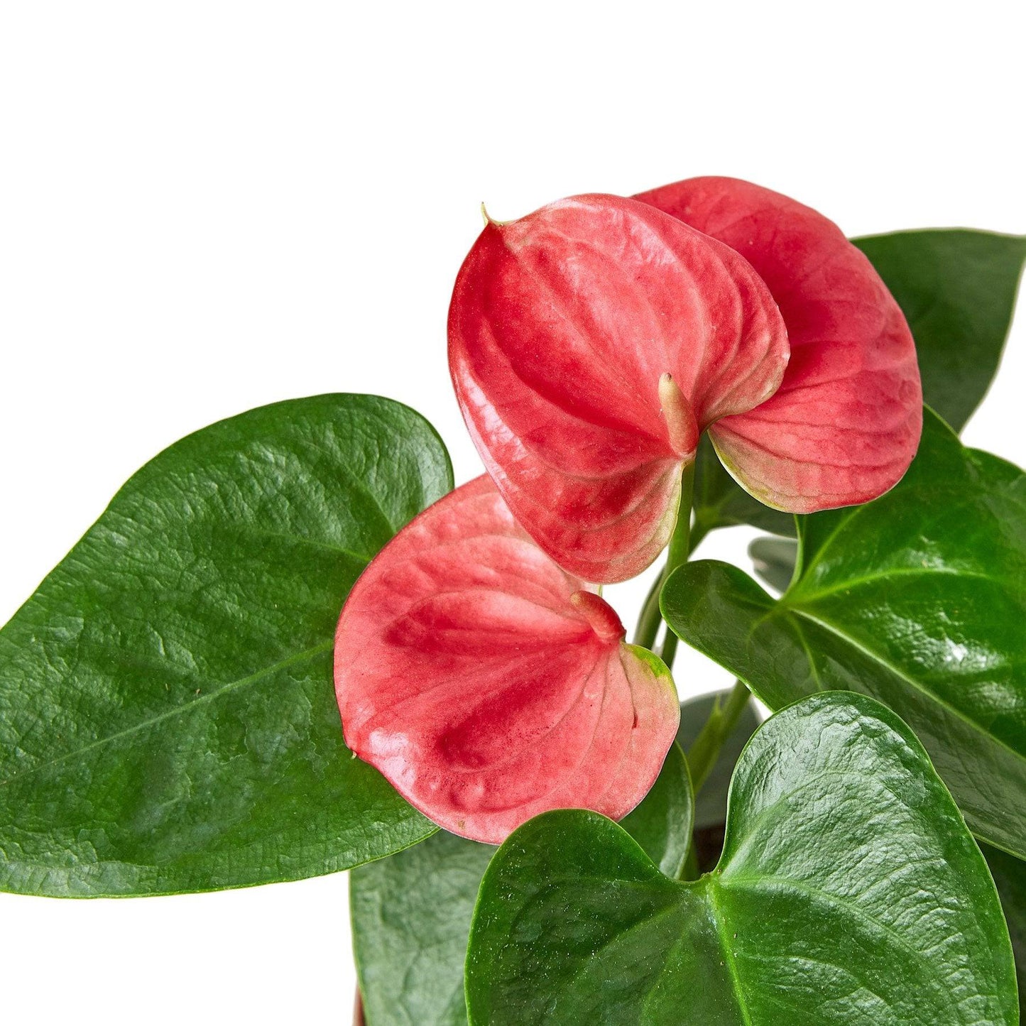 Anthurium 'Pink' - Plantonio