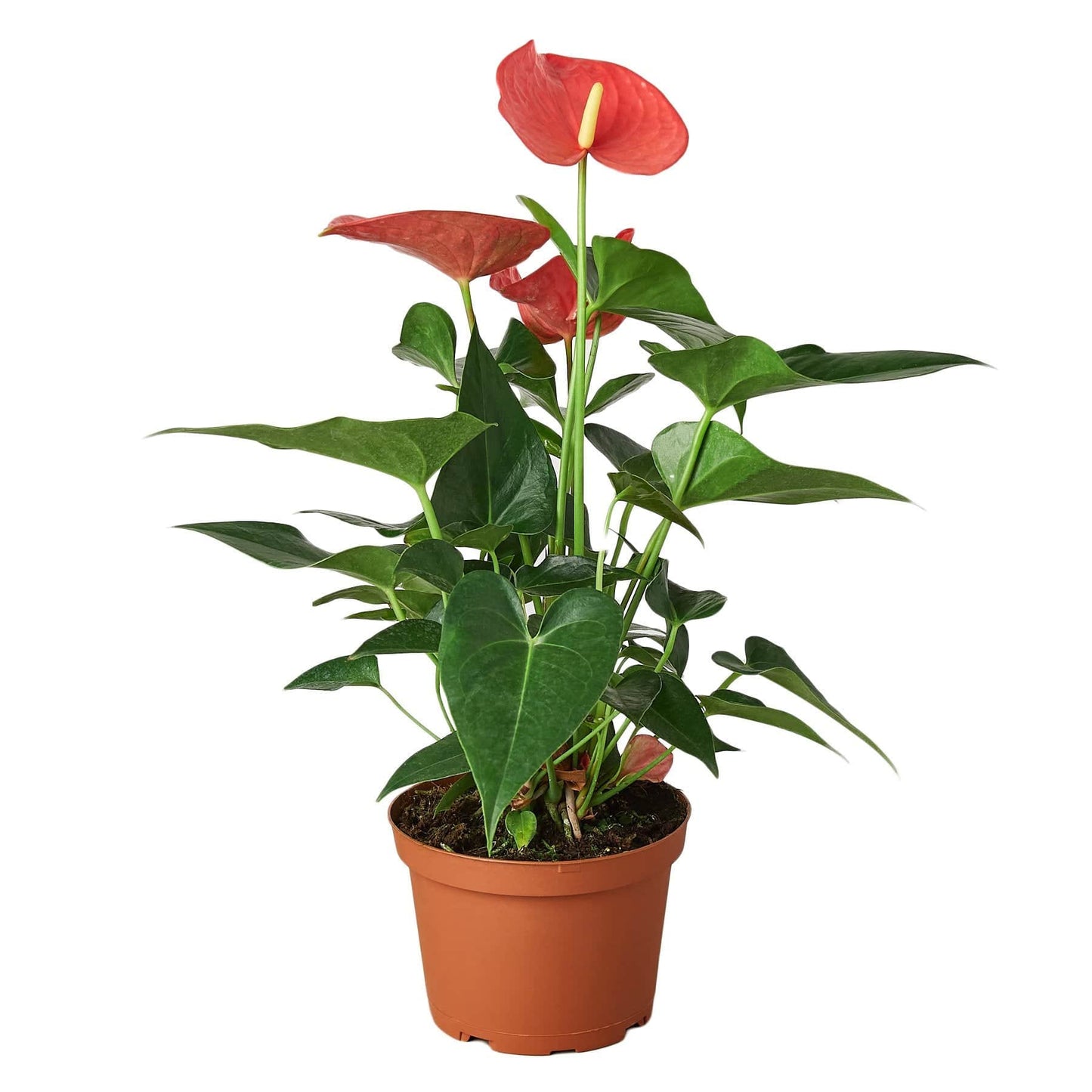 Anthurium 'Pink' - Plantonio