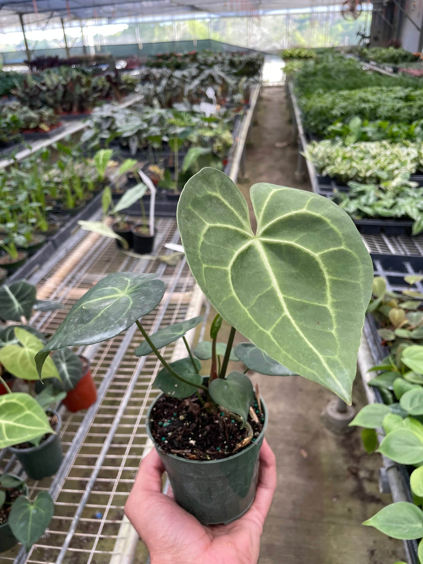 Anthurium 'Pterodactyl' - Plantonio