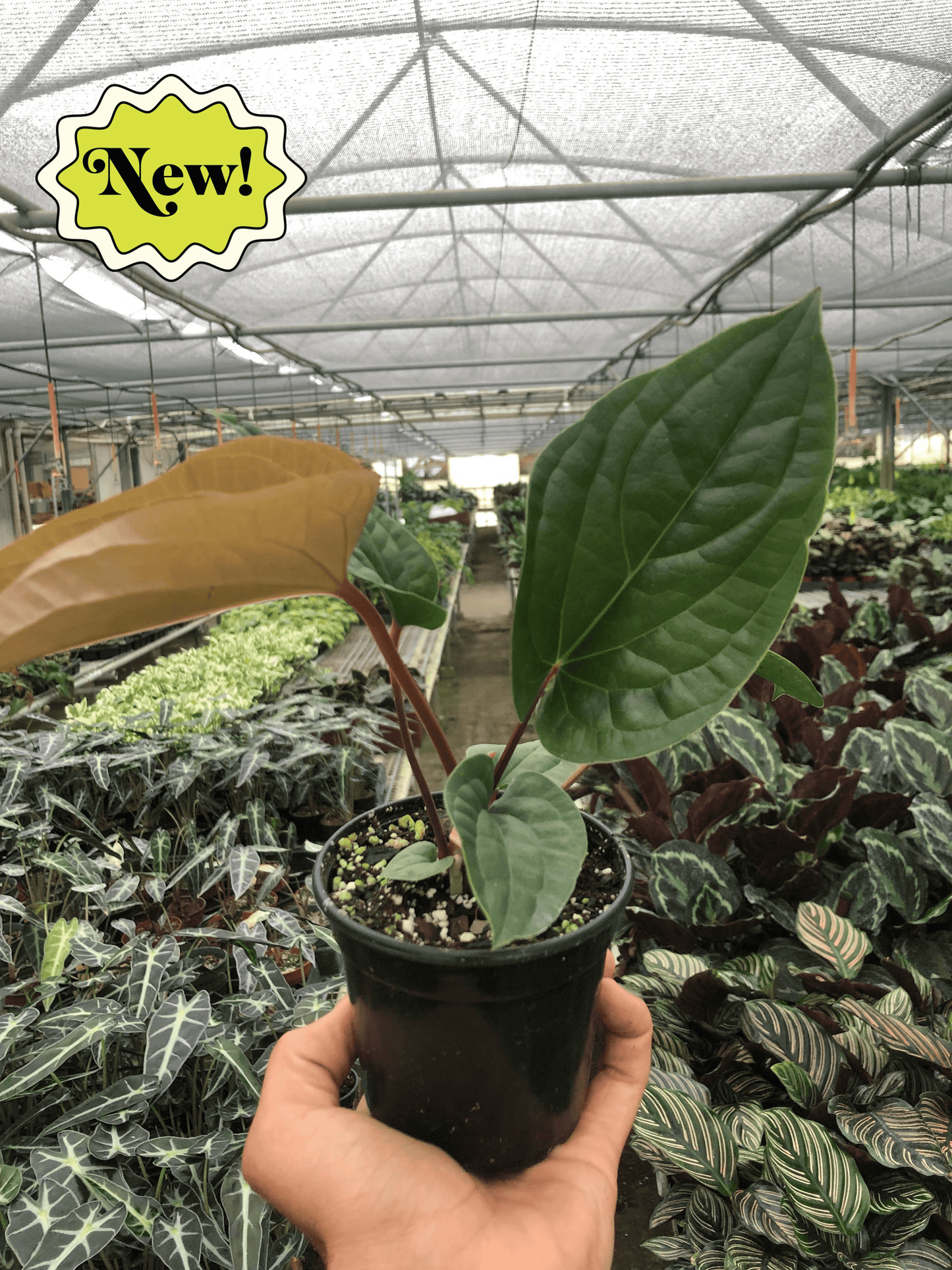 Anthurium 'Radicans x Luxurians' - Plantonio