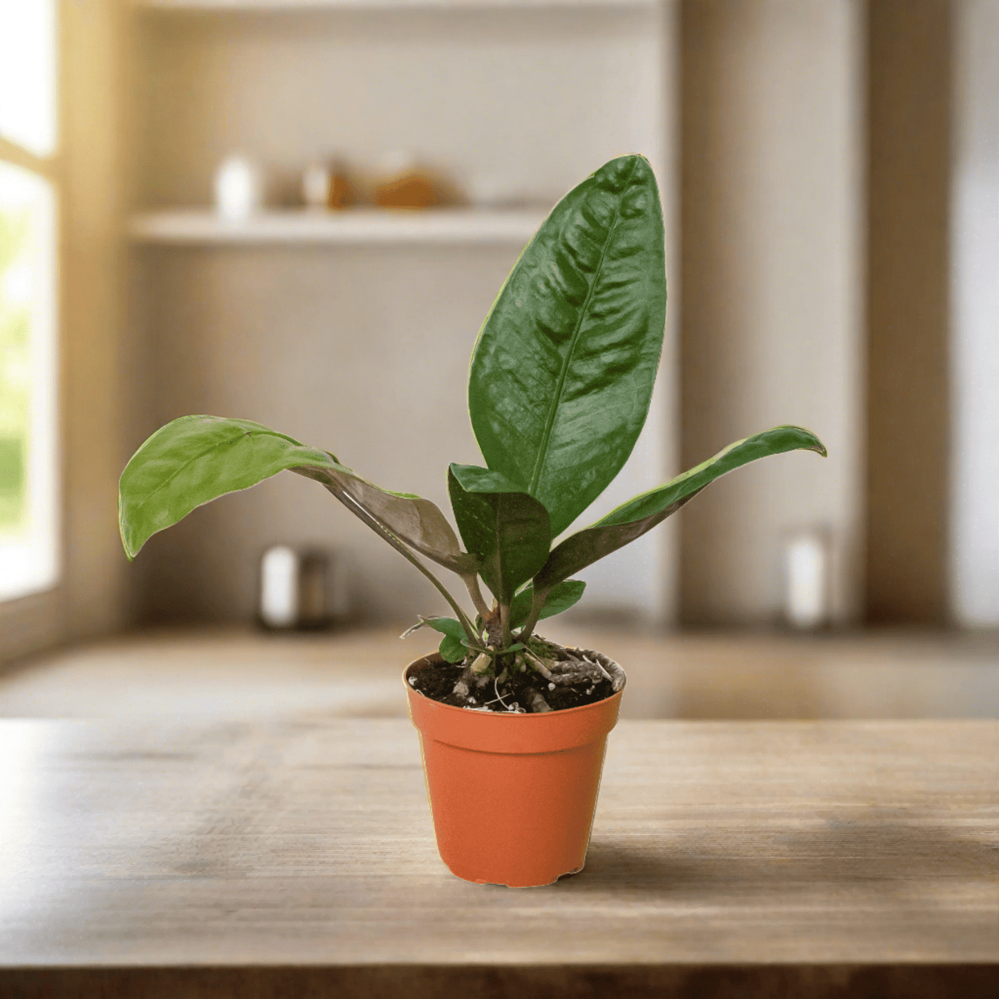 Anthurium 'Superbum' - Plantonio