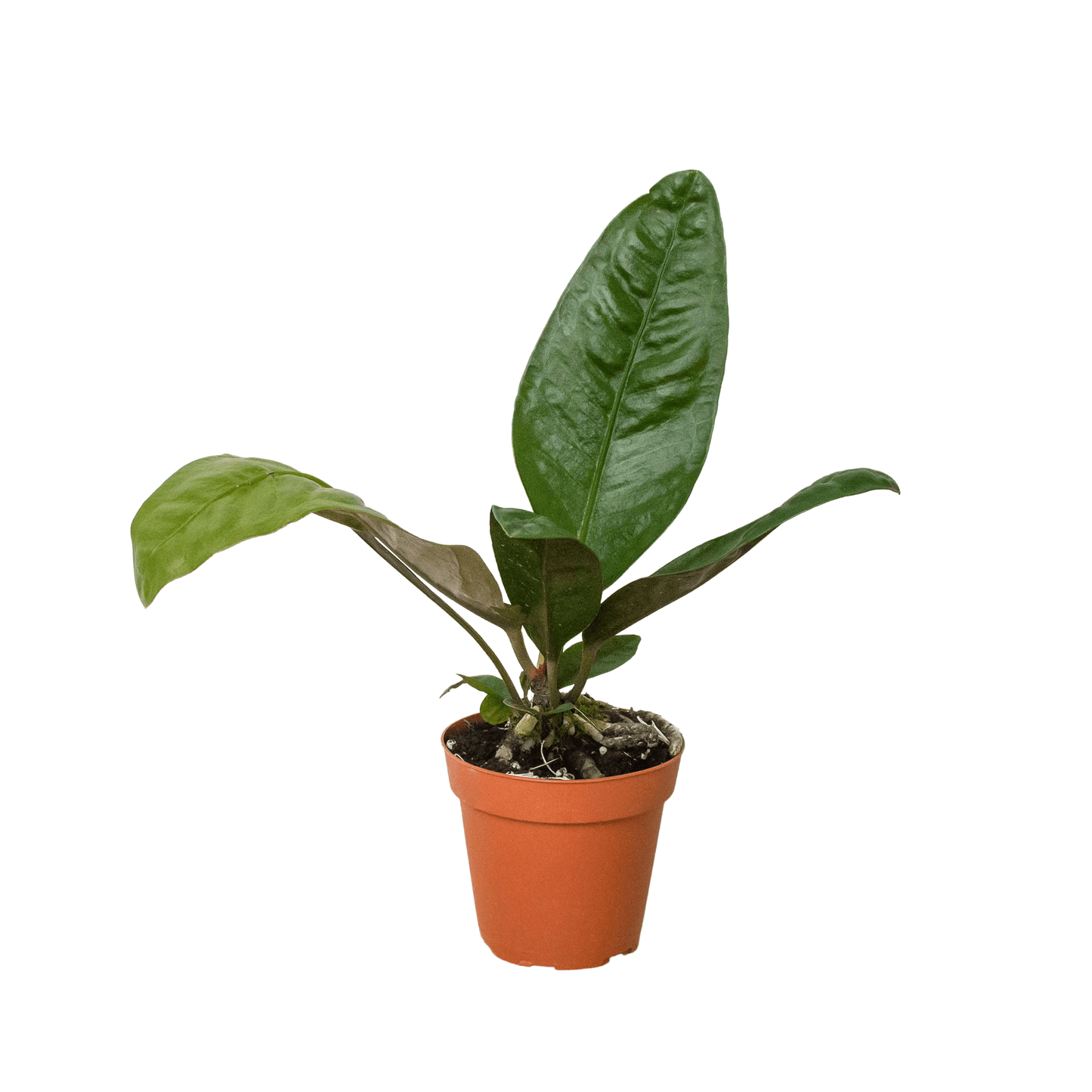 Anthurium 'Superbum' - Plantonio