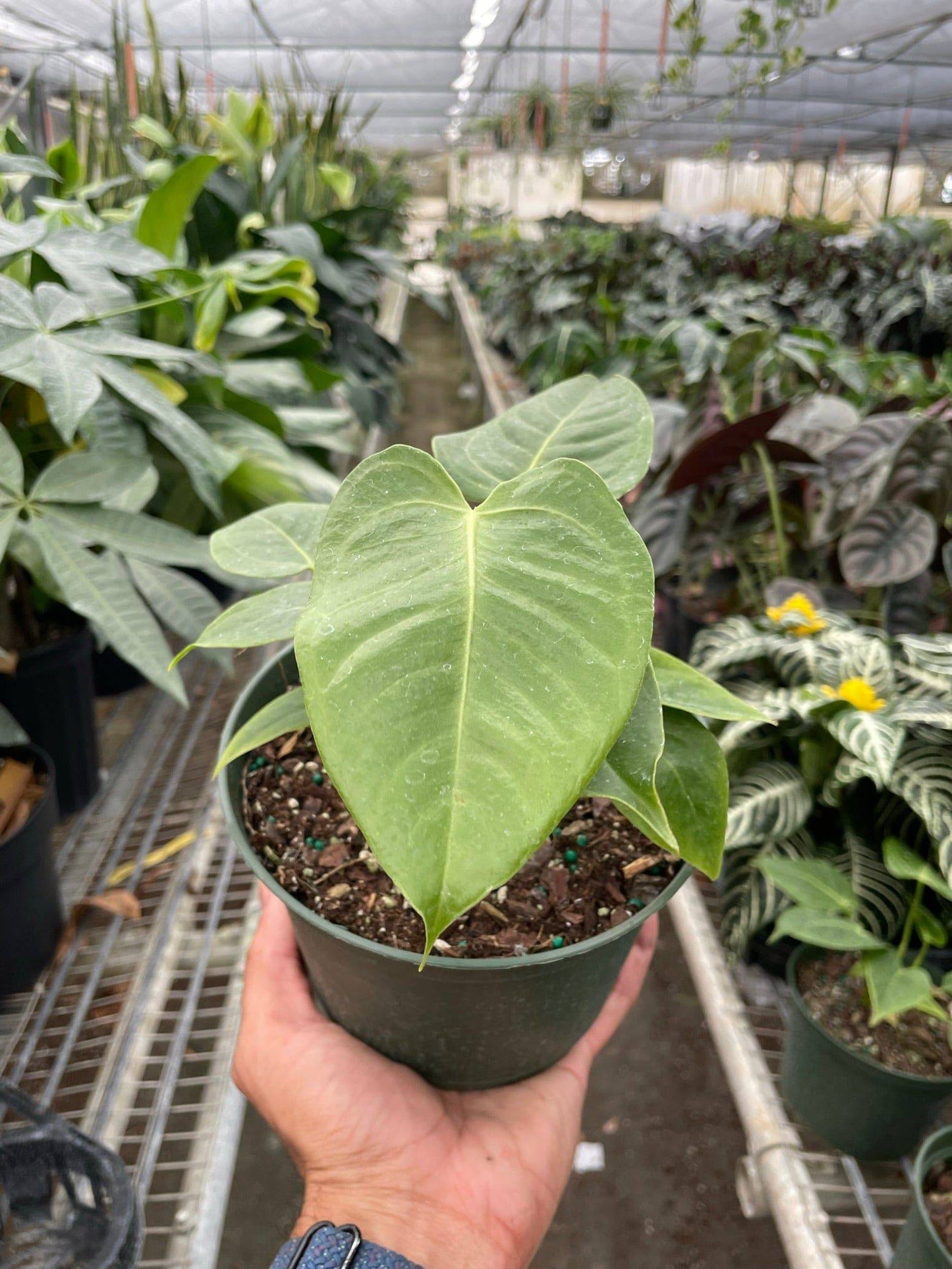 Anthurium 'Veitchii' - Plantonio