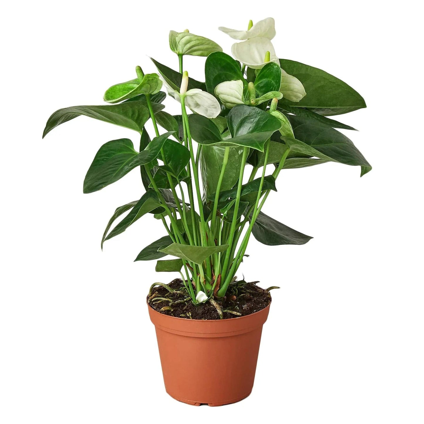 Anthurium 'White' - Plantonio