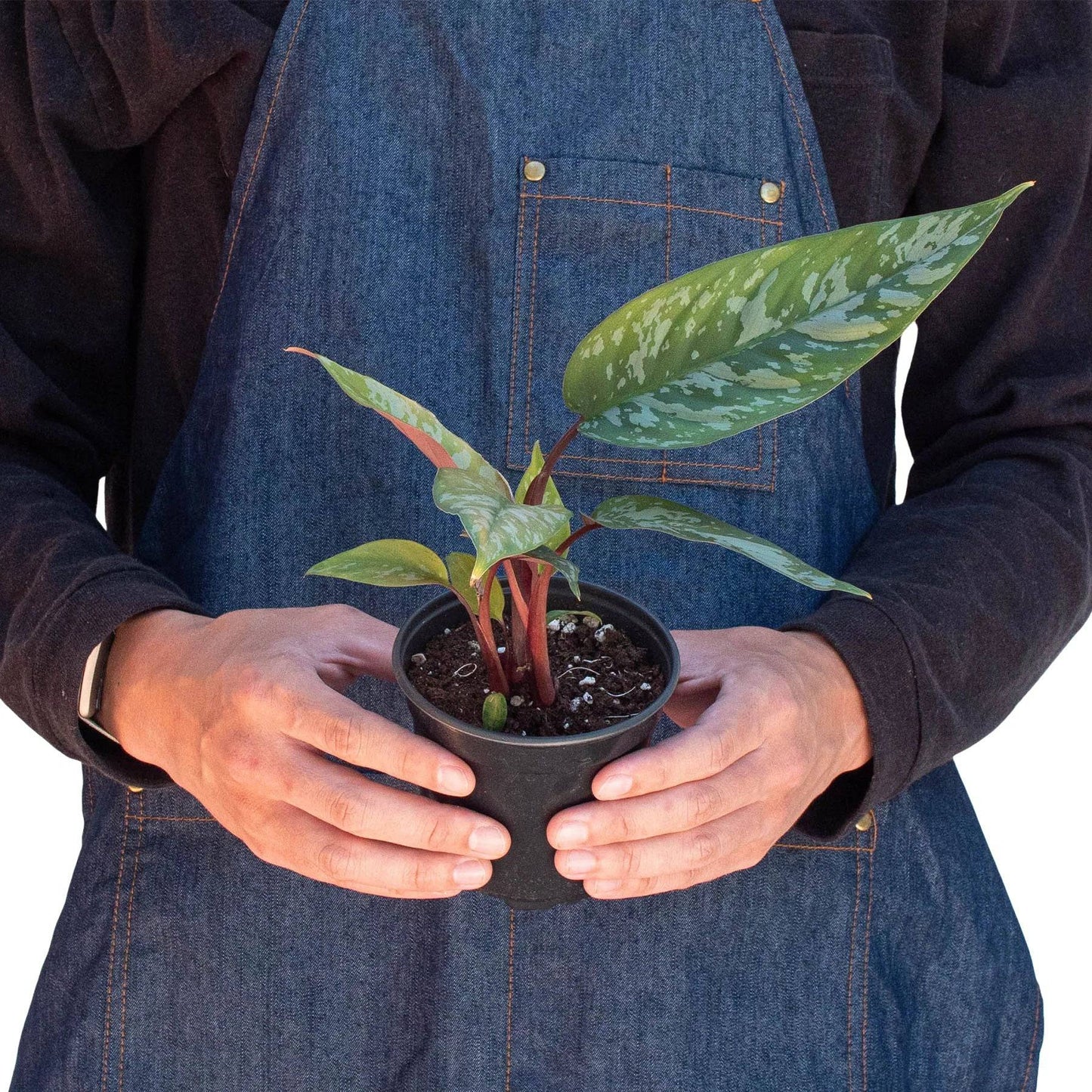 Apoballis 'Purple Sword' - Plantonio