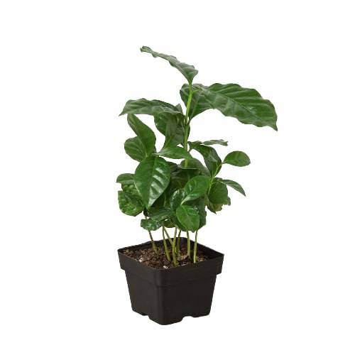 Arabica Coffee - Plantonio
