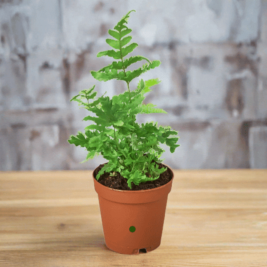 'Autumn' Fern Houseplant - Plantonio
