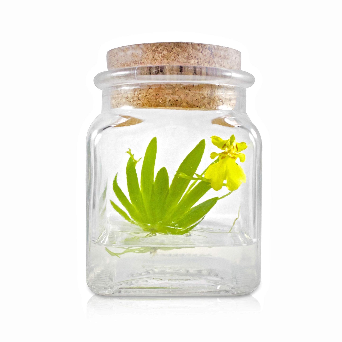 Award Winning, Maintenance Free Orchid Terrarium - Psygmorchis Pusilla - Miniature, No Green Thumb Necessary, Great for Work, Home, Unique Gift. - Plantonio