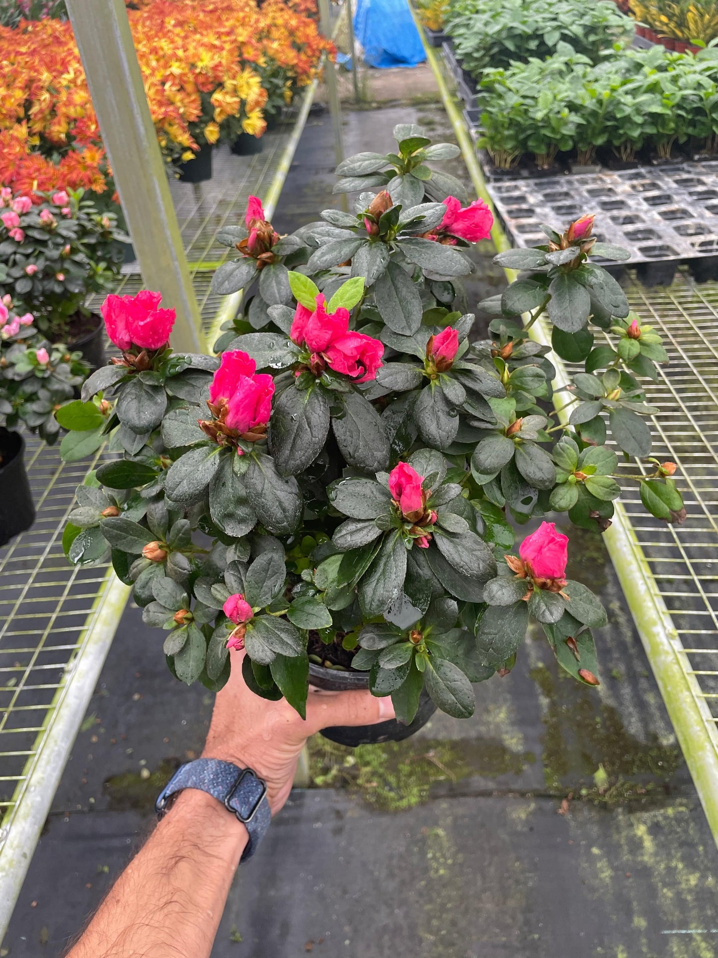 Azalea (Rhododendron) - Plantonio