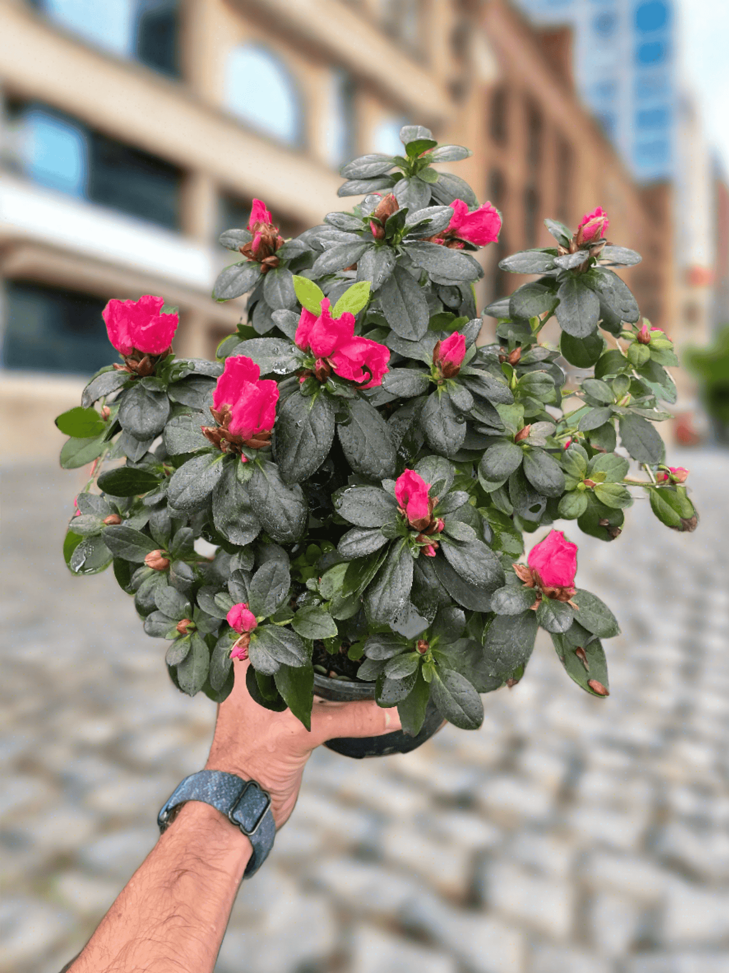 Azalea (Rhododendron) - Plantonio