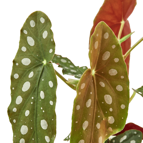 Begonia 'Maculata' - Plantonio
