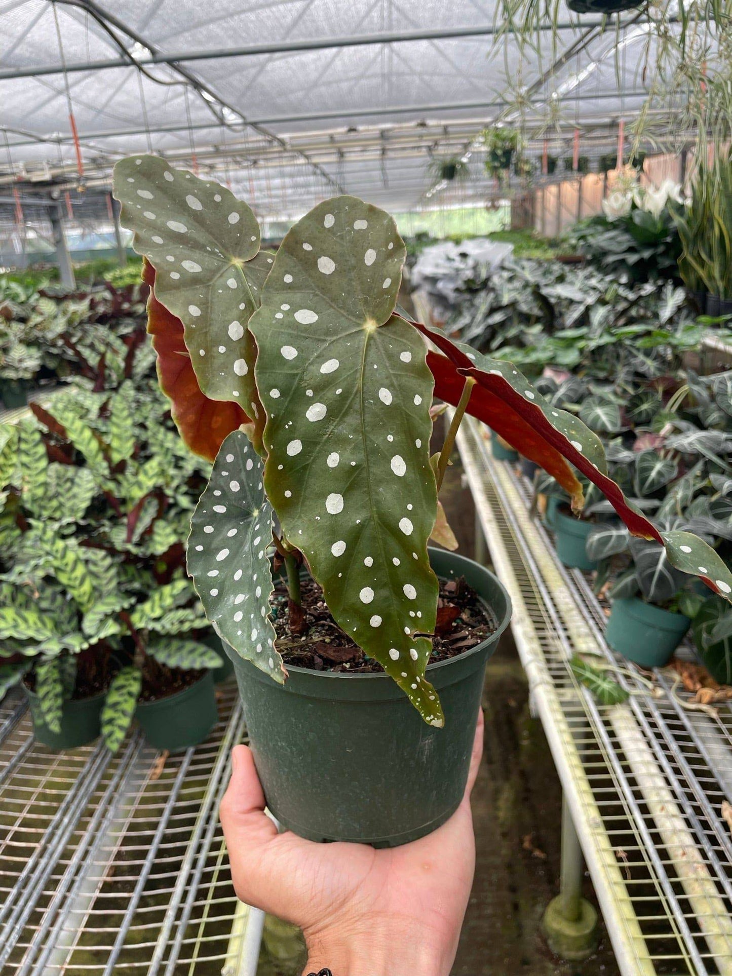 Begonia 'Maculata' - Plantonio