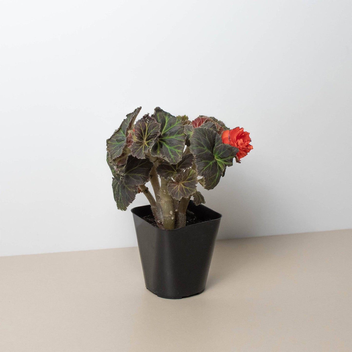 Begonia Mocca Deep Orange - Plantonio