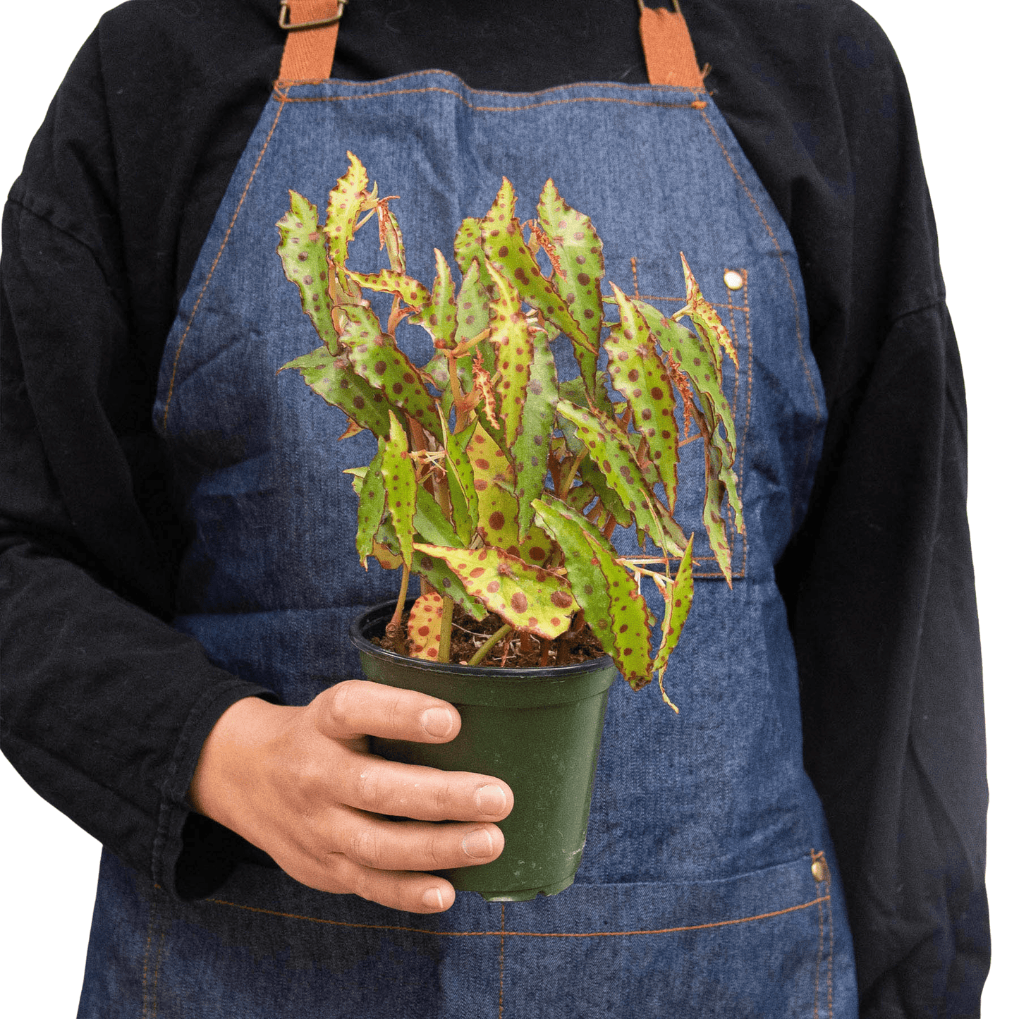 Begonia 'Pink Spotted' - Plantonio