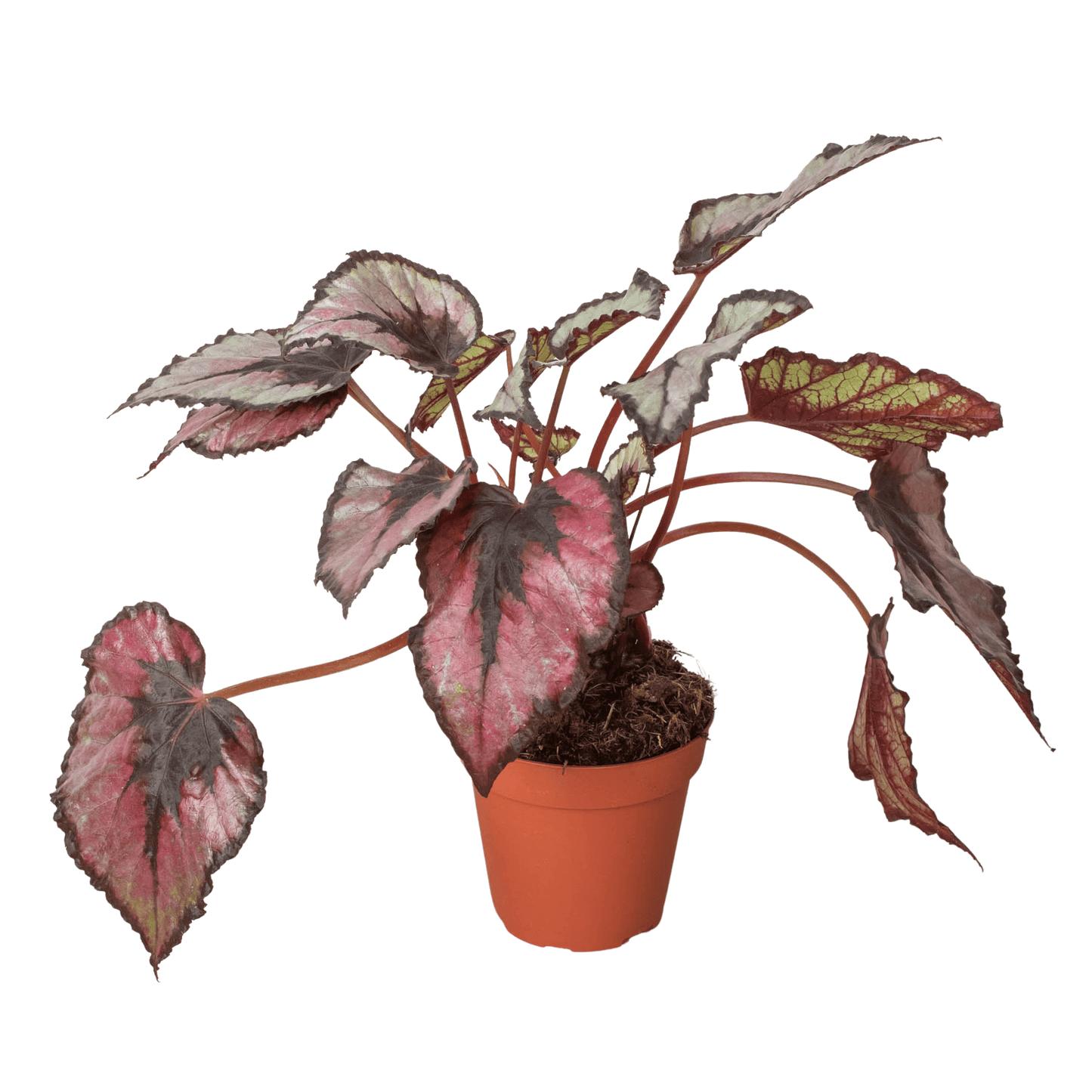 Begonia 'Rex' - 4" Pot - Plantonio