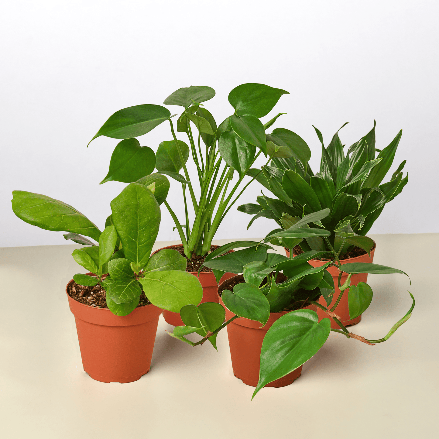Best Selling Bundle - Plantonio