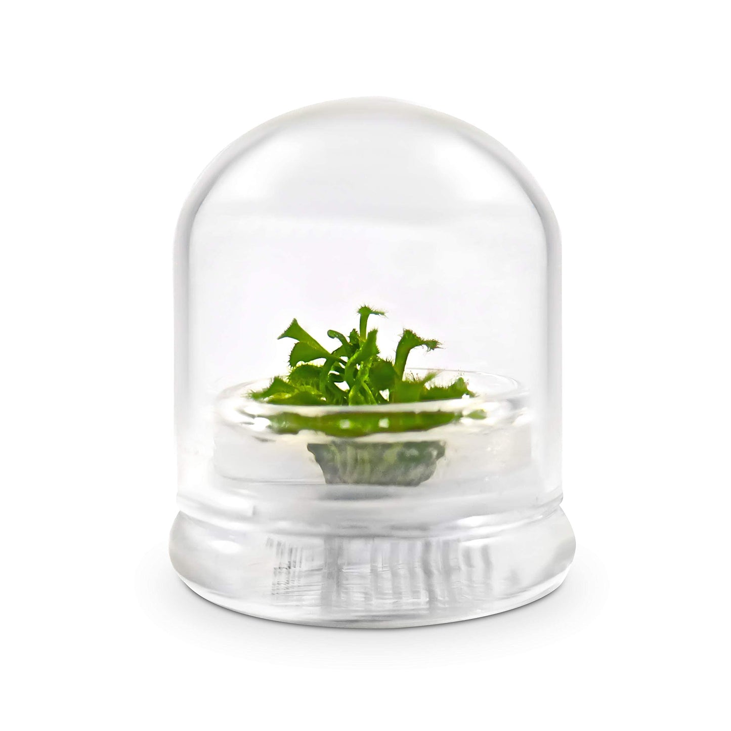 Bloomify Live Sundew Plant Terrarium – Enclosed Ecosystem with Zero Maintenance – Unique Ecosphere Plants for Home Décor – Drosera Spatula Sundew Plant –Great Gift – Self-Sustaining Terrarium - Plantonio