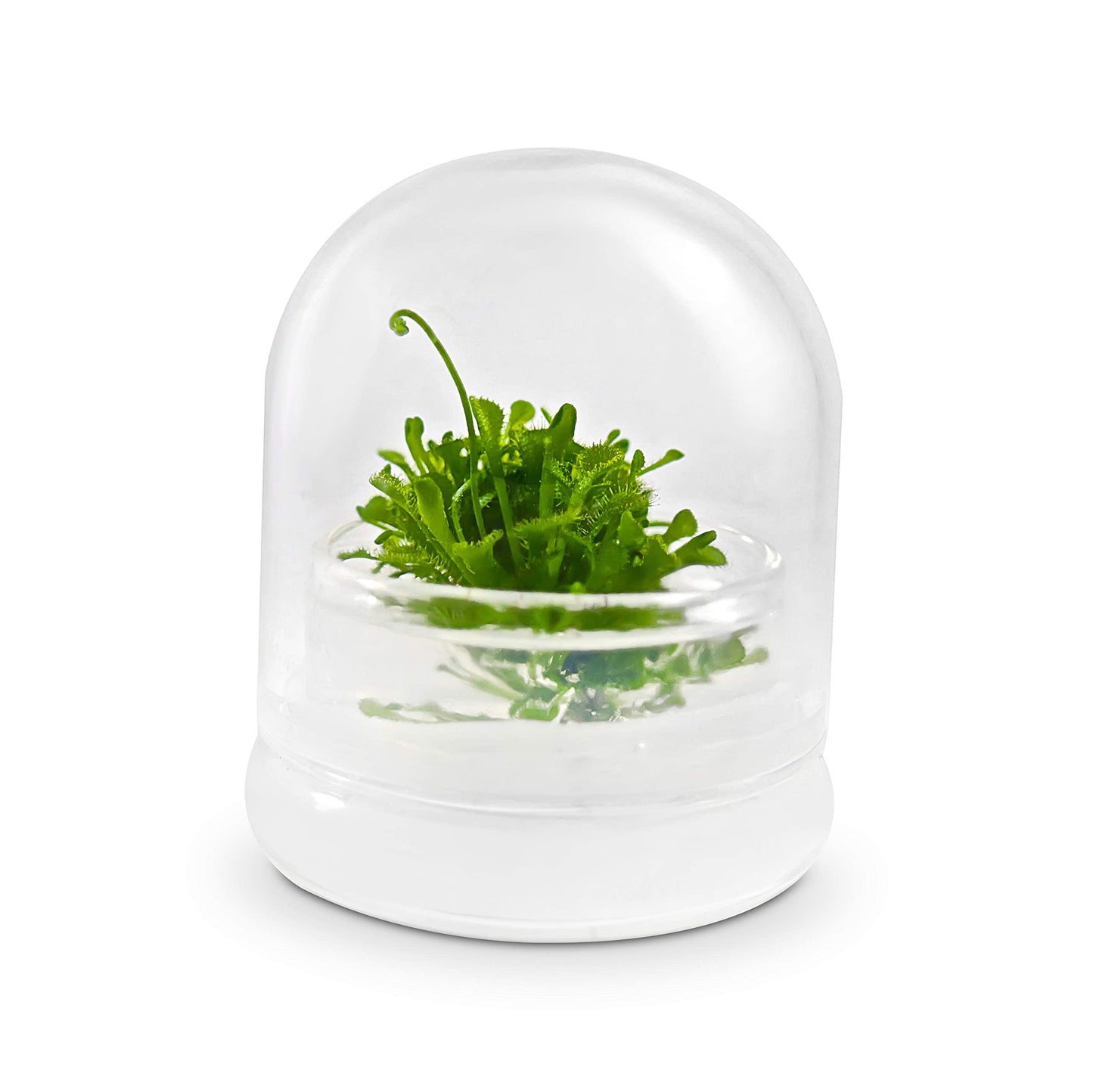 Bloomify Live Sundew Plant Terrarium – Enclosed Ecosystem with Zero Maintenance – Unique Ecosphere Plants for Home Décor – Drosera Spatula Sundew Plant –Great Gift – Self-Sustaining Terrarium - Plantonio