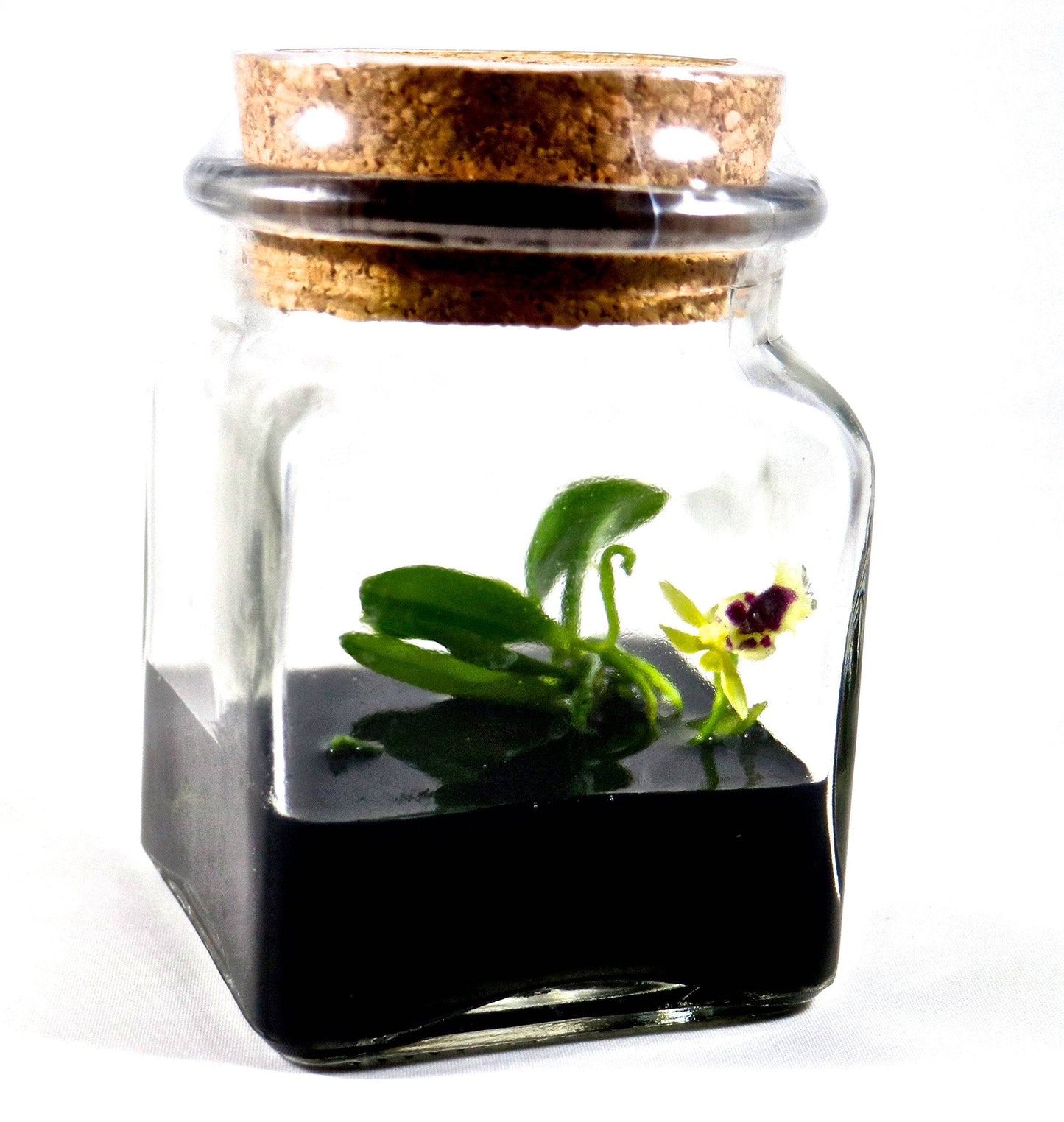 BLOOMIFY Miniature Orchid Terrarium -Zero Care - Haraella retrocalla - 3" Cube - Plantonio