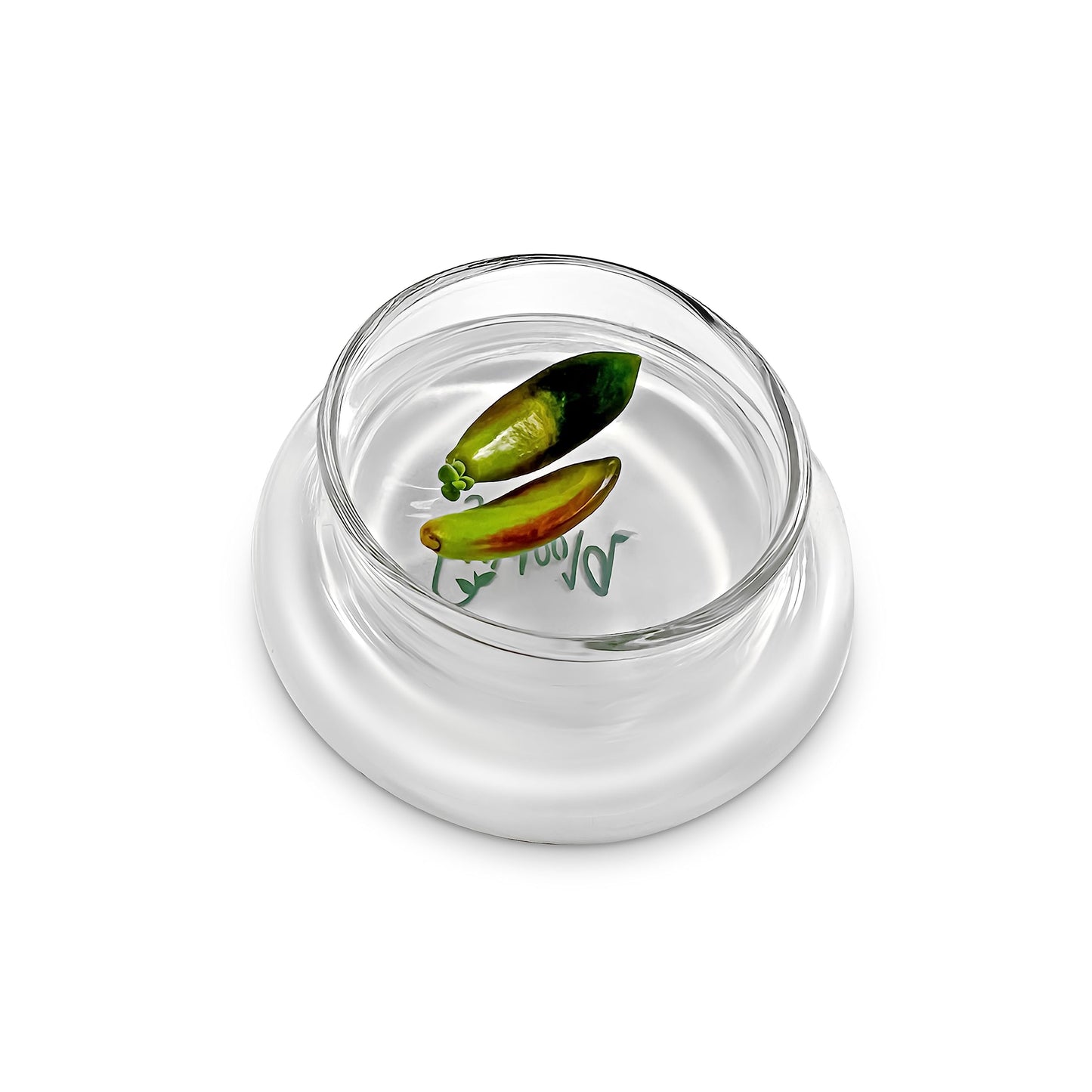Bloomify Terra Gel Plant Propagation Seed Starter Tray with Glass Dome – Advanced Technology Gardening Supplies Plant Propagation Station for Succulents – Easy to Use Seed Starter Kit - Plantonio