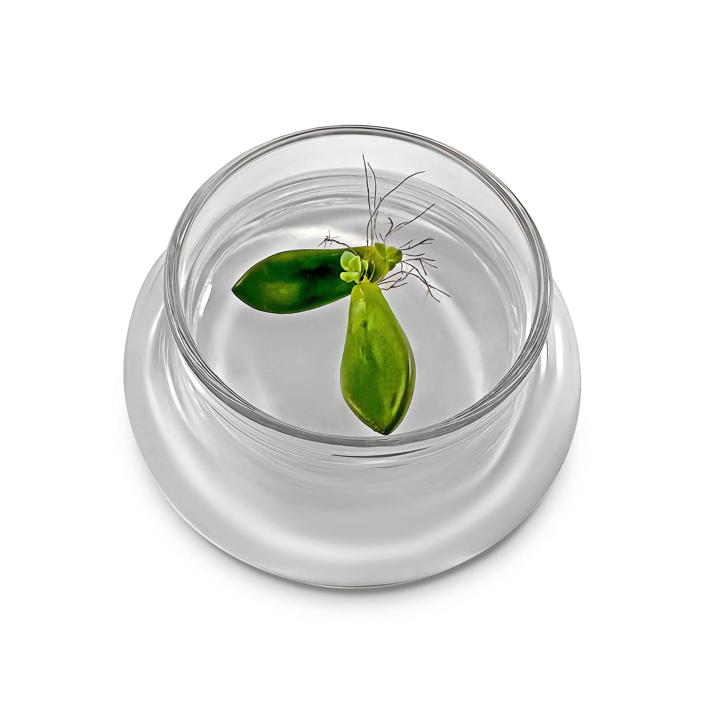 Bloomify Terra Gel Plant Propagation Seed Starter Tray with Glass Dome – Advanced Technology Gardening Supplies Plant Propagation Station for Succulents – Easy to Use Seed Starter Kit - Plantonio