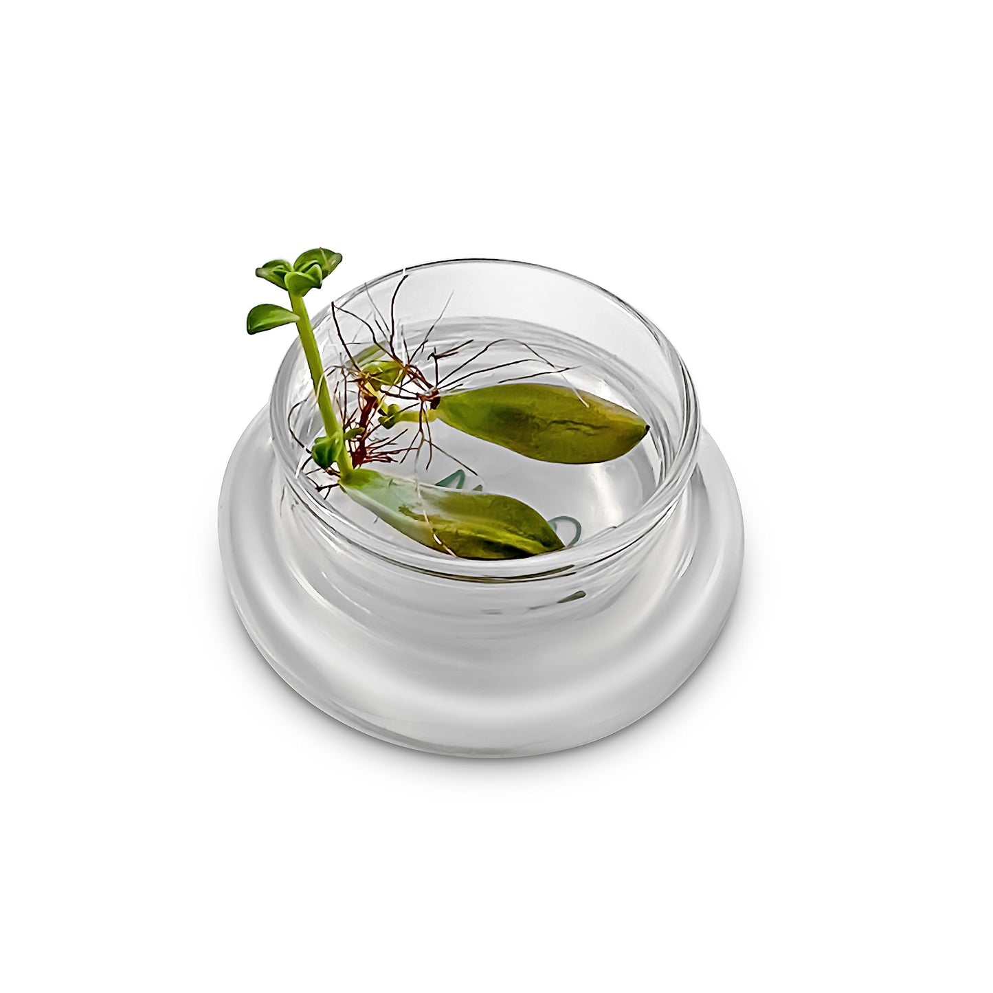 Bloomify Terra Gel Plant Propagation Seed Starter Tray with Glass Dome – Advanced Technology Gardening Supplies Plant Propagation Station for Succulents – Easy to Use Seed Starter Kit - Plantonio
