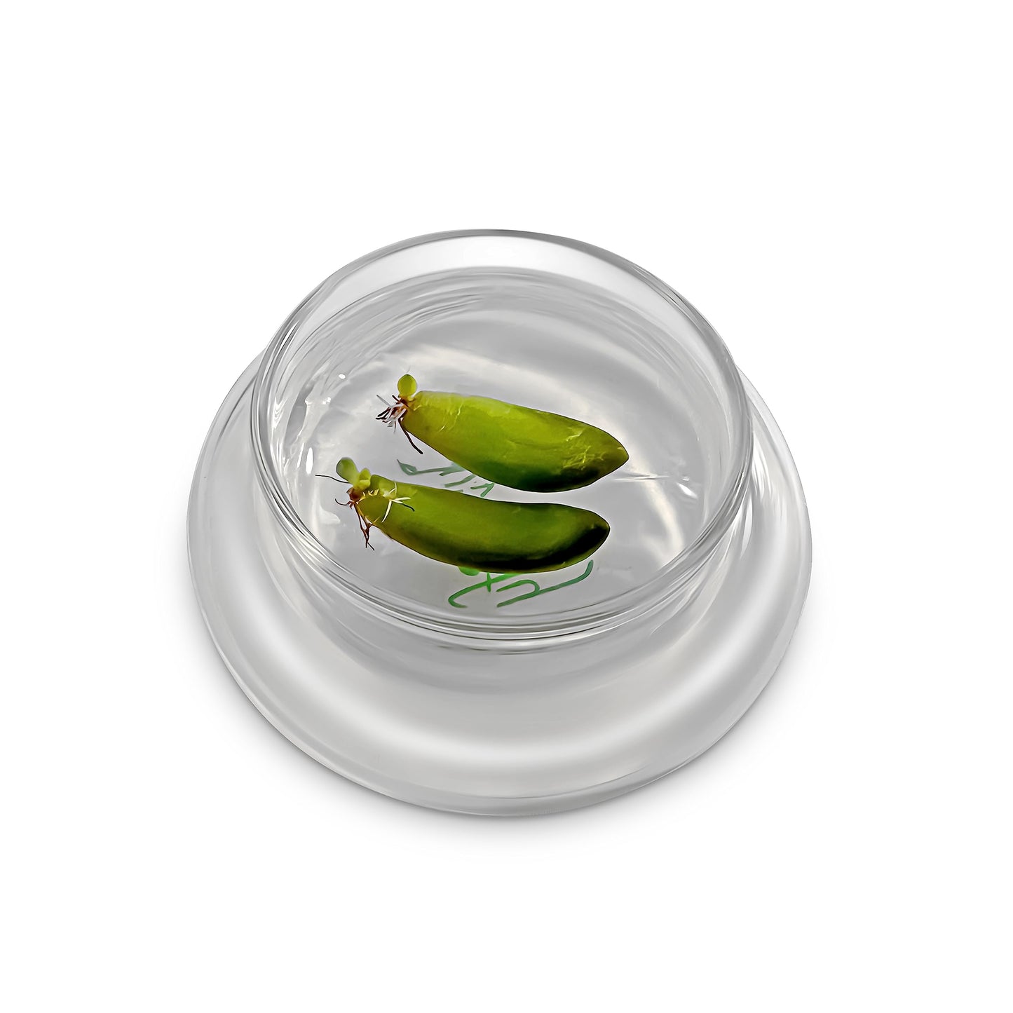 Bloomify Terra Gel Plant Propagation Seed Starter Tray with Glass Dome – Advanced Technology Gardening Supplies Plant Propagation Station for Succulents – Easy to Use Seed Starter Kit - Plantonio
